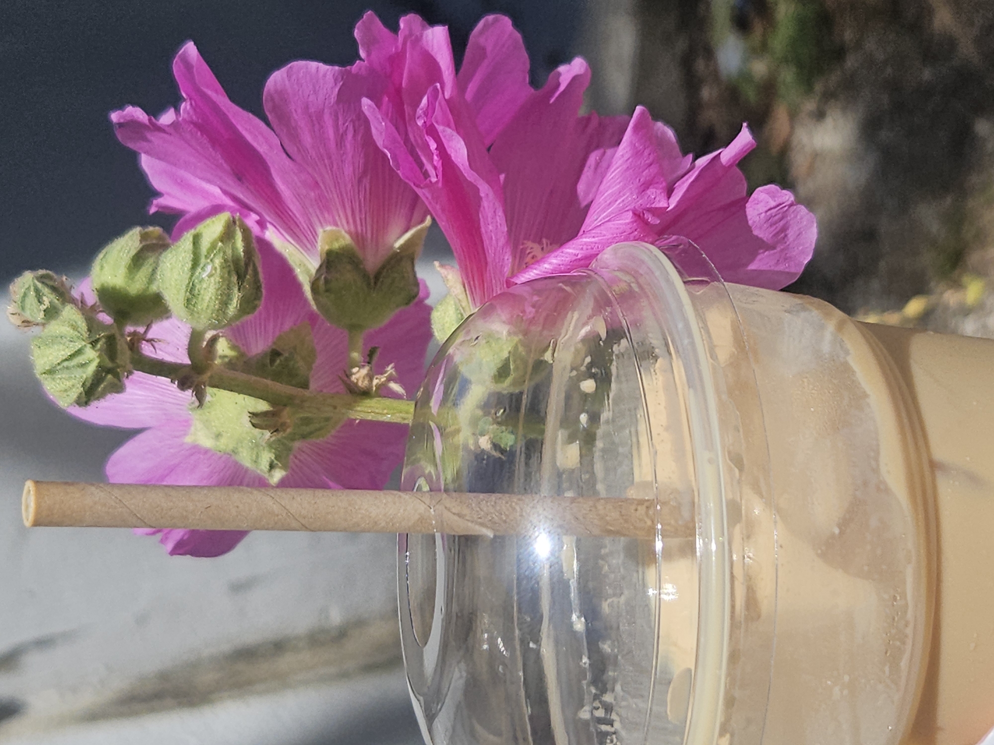 A clear plastic cup filled with a light brown liquid, possibly iced coffee, is positioned in the foreground. A tan paper straw is inserted into the cup, extending upwards. Behind the cup, a vibrant pink flower with several green buds is in bloom. The flower has delicate, ruffled petals. The background appears to be an outdoor setting with a light-colored, textured wall on the left and a darker, blurred background on the right that could be foliage or a building. The lighting suggests it is daytime, with sunlight glinting off the plastic cup. The scene is focused on the juxtaposition of the refreshing drink and the natural beauty of the flower. The location is not identifiable as Budva, Montenegro from the visual information provided.