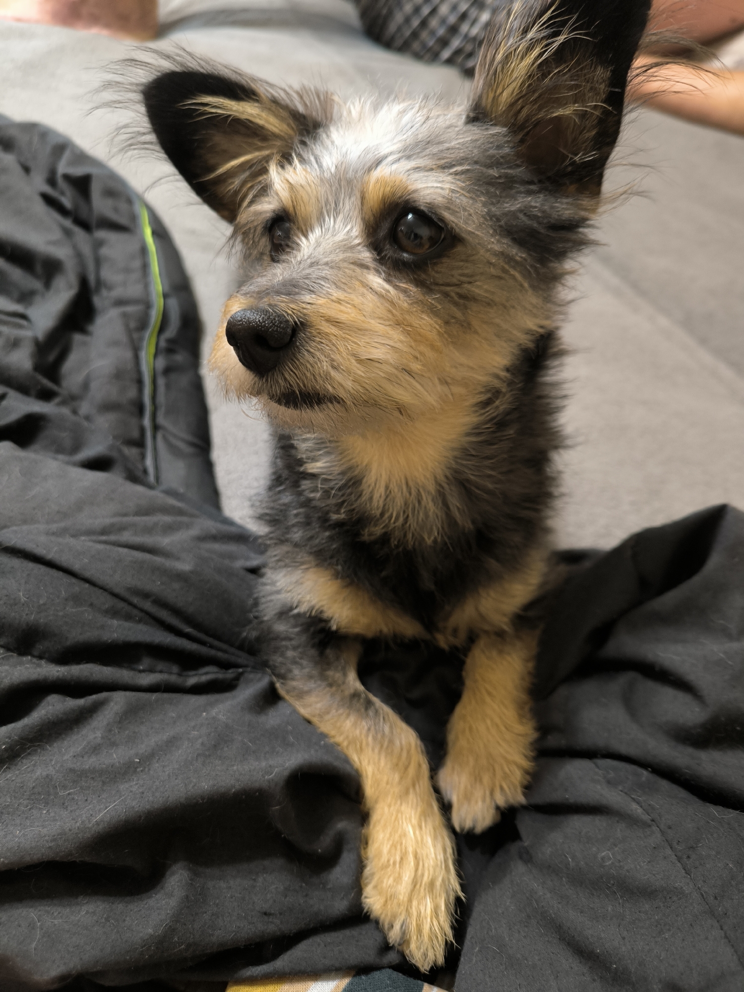 A close-up, eye-level medium shot shows a small, scruffy terrier mix dog with tan, black, and gray fur. The dog has large, upright ears with tan and black highlights, and its body is partially obscured by a black fabric. The dog's front paws are crossed and resting on the fabric. The background is softly blurred, showing a gray couch and hints of a black jacket with a green stripe to the left of the dog. The image is well-lit and in focus on the dog. This scene is not located in Mykolaiv, Ukraine.