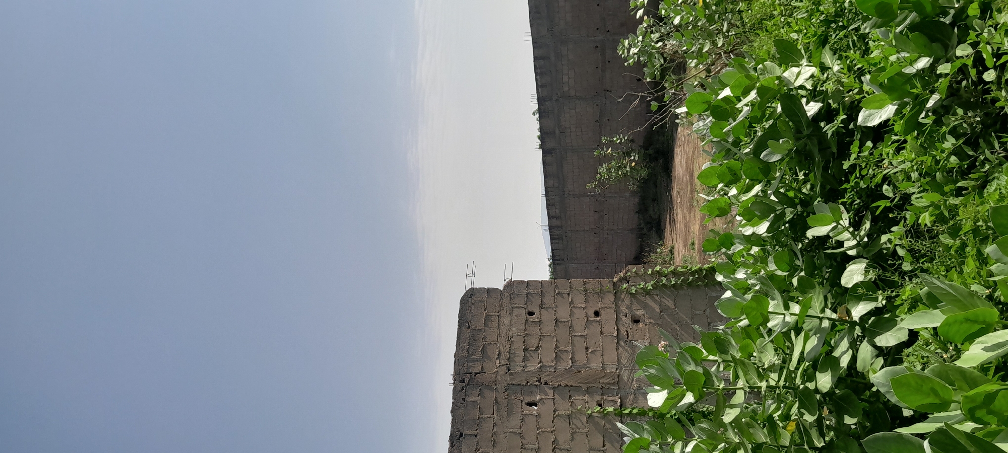 This is a vertical, eye-level, outdoor photograph taken in Jalingo, Nigeria. In the foreground, lush green vegetation fills the bottom half of the frame, with large, light green leaves dominating the lower section and smaller, darker green foliage behind them. The middle ground features a partially constructed building, characterized by its gray brick walls. Some of the bricks have circular openings, and a vine is growing up the side of the structure. Beyond this building, a long, tall gray brick wall extends across the mid-ground. A small, sparse tree with light-colored leaves grows near the center of this wall. The background shows a landscape with a distant, hazy mountain or hill line. The sky above is a clear, pale blue, with a few wispy white clouds near the horizon. The scene appears to be an undeveloped or construction site within the city.