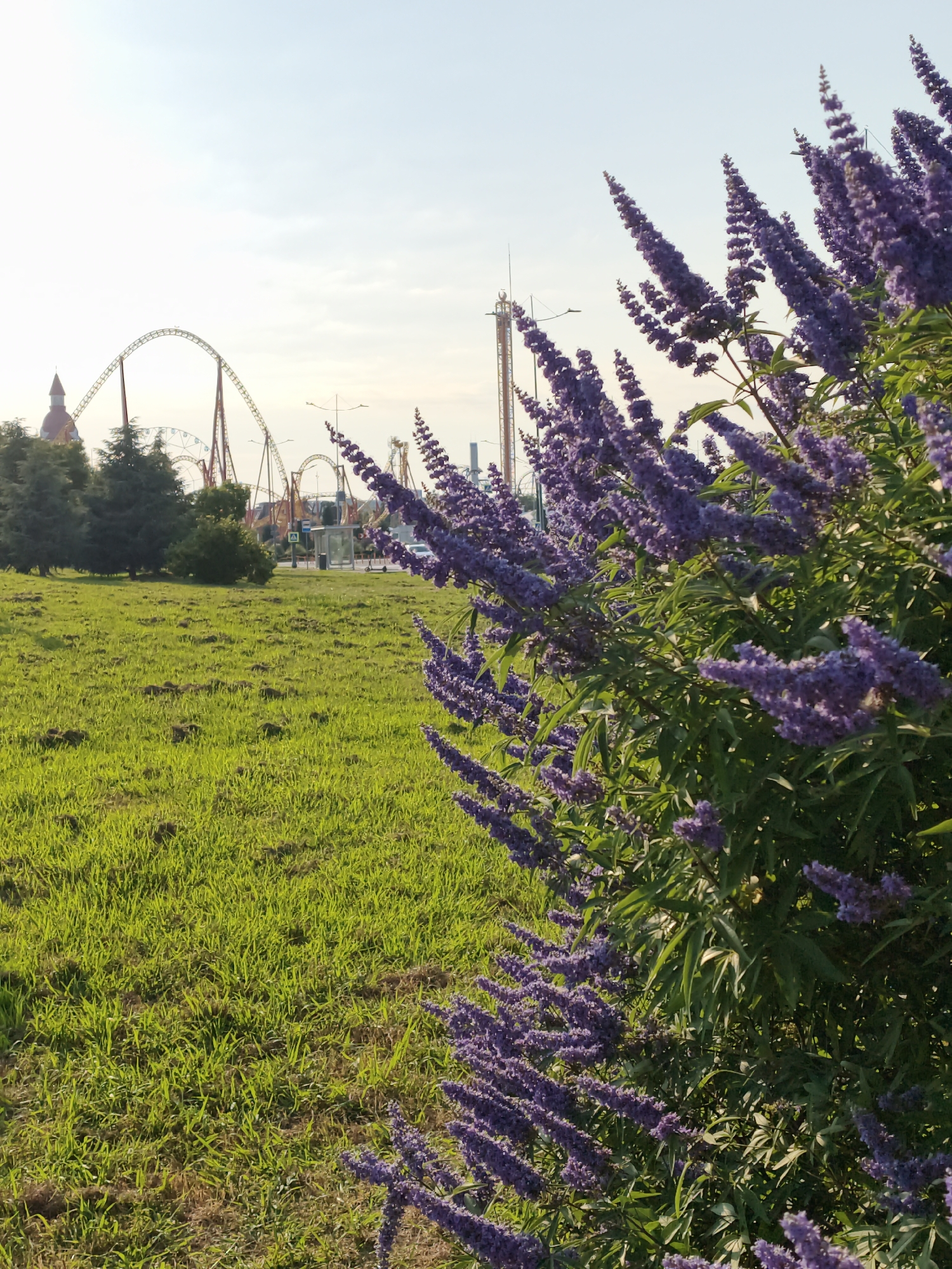 The image depicts an outdoor scene with a focus on a blooming purple flower bush in the foreground, with a blurred amusement park in the background. The amusement park features several roller coasters and a Ferris wheel, with a clear sky above. The environment appears to be a park or public space, with a grassy area in front of the flowers. The lighting suggests it is either early morning or late afternoon, with the sun casting long shadows on the grass. The location is identified as Sochi, Russia. There are no visible people or animals in the image.