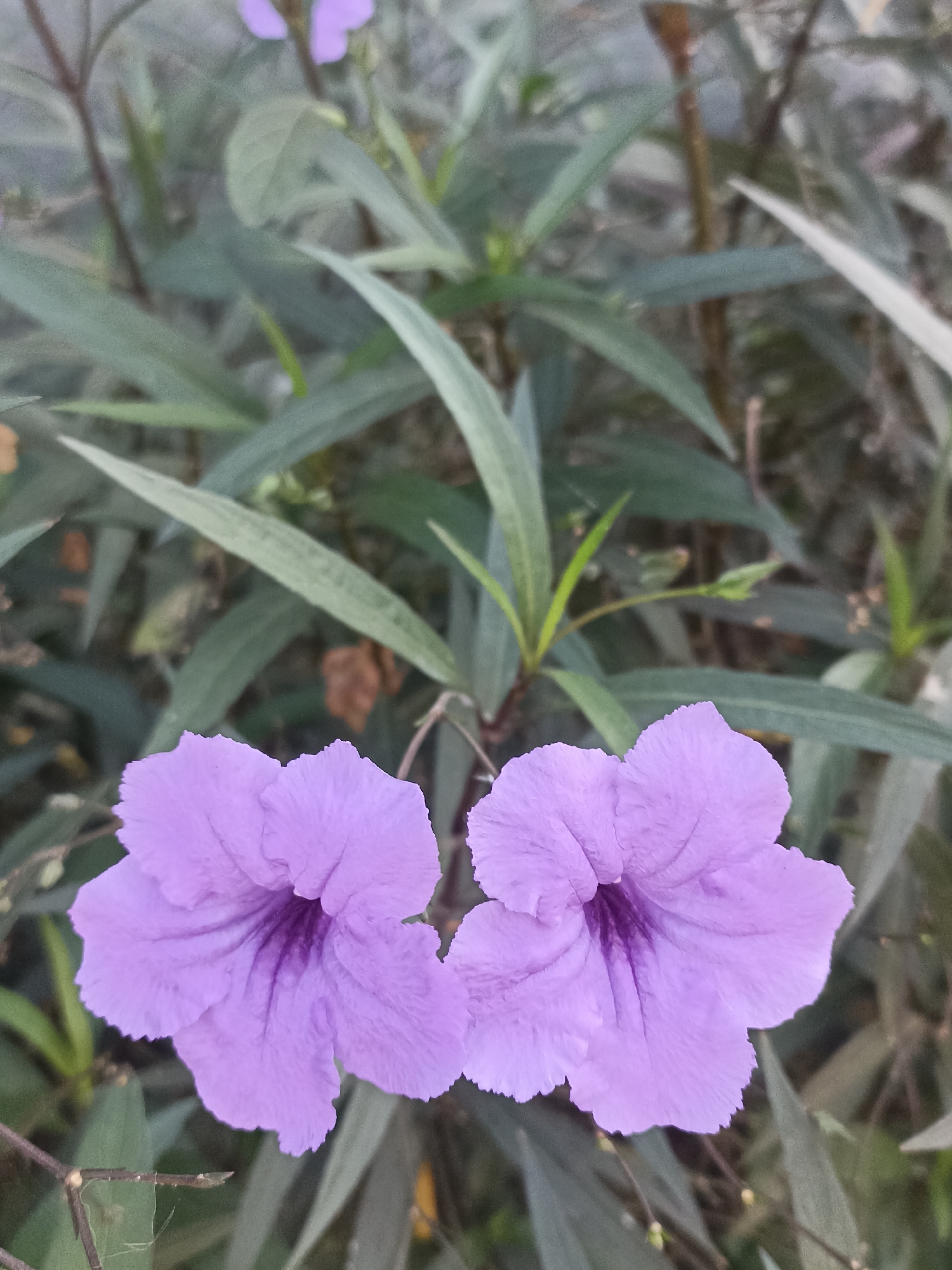 Two purple flowers are in focus in the foreground of the image. The flowers are located at the bottom of the frame. The leaves of the plant are out of focus in the background, with some dried leaves scattered among them. The image appears to have been taken outdoors, with natural light illuminating the flowers. The environment suggests a garden or a natural setting. The location is specified as Mojopanggung, Indonesia.