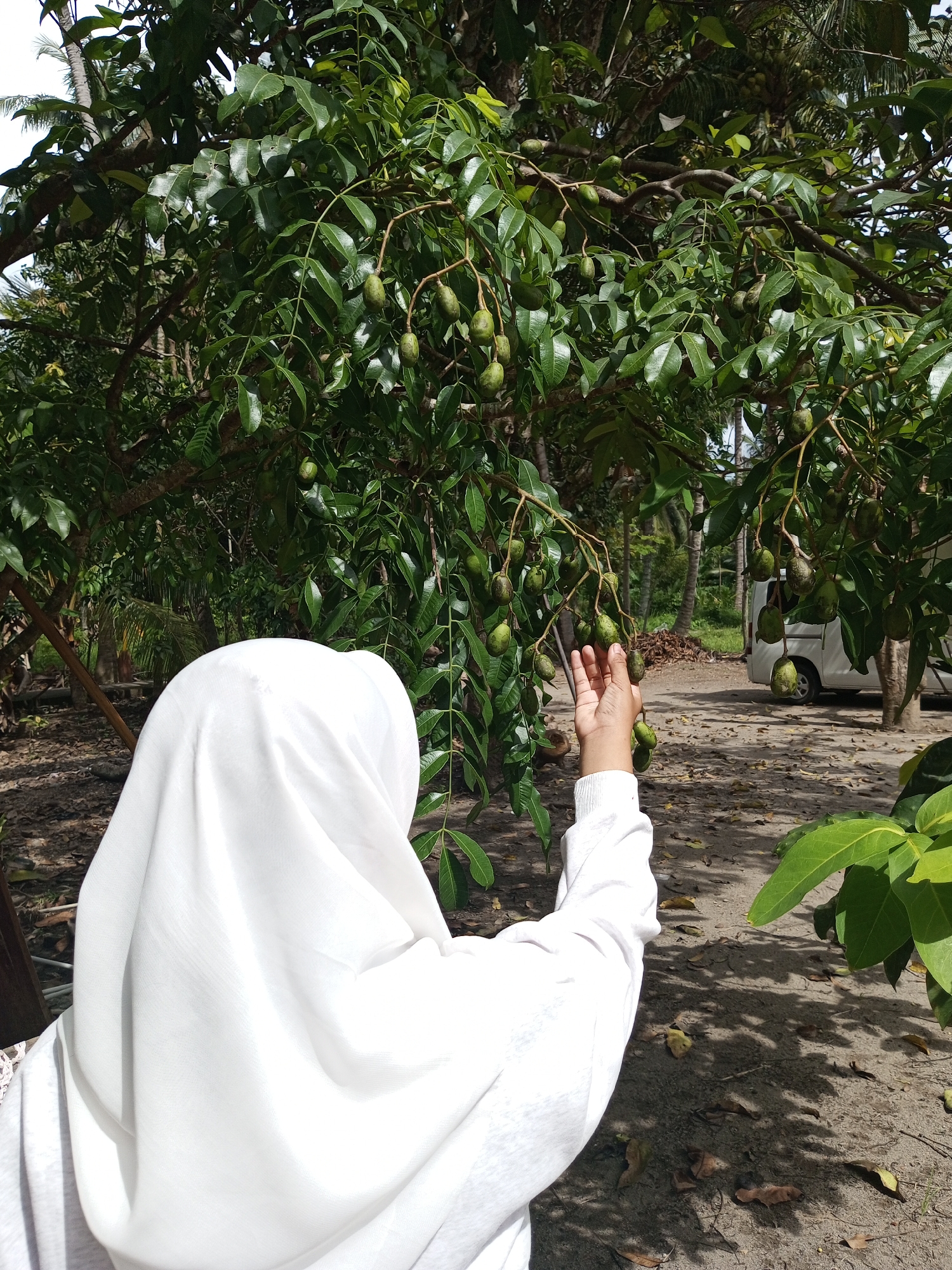 A person wearing a white hijab and a long-sleeved white shirt is reaching for green fruits hanging from a tree in Cotmane, Indonesia. The tree has dense green foliage. The ground is sandy and covered with shadows and scattered leaves. A white van is visible in the background. Other trees and vegetation are also present in the background.