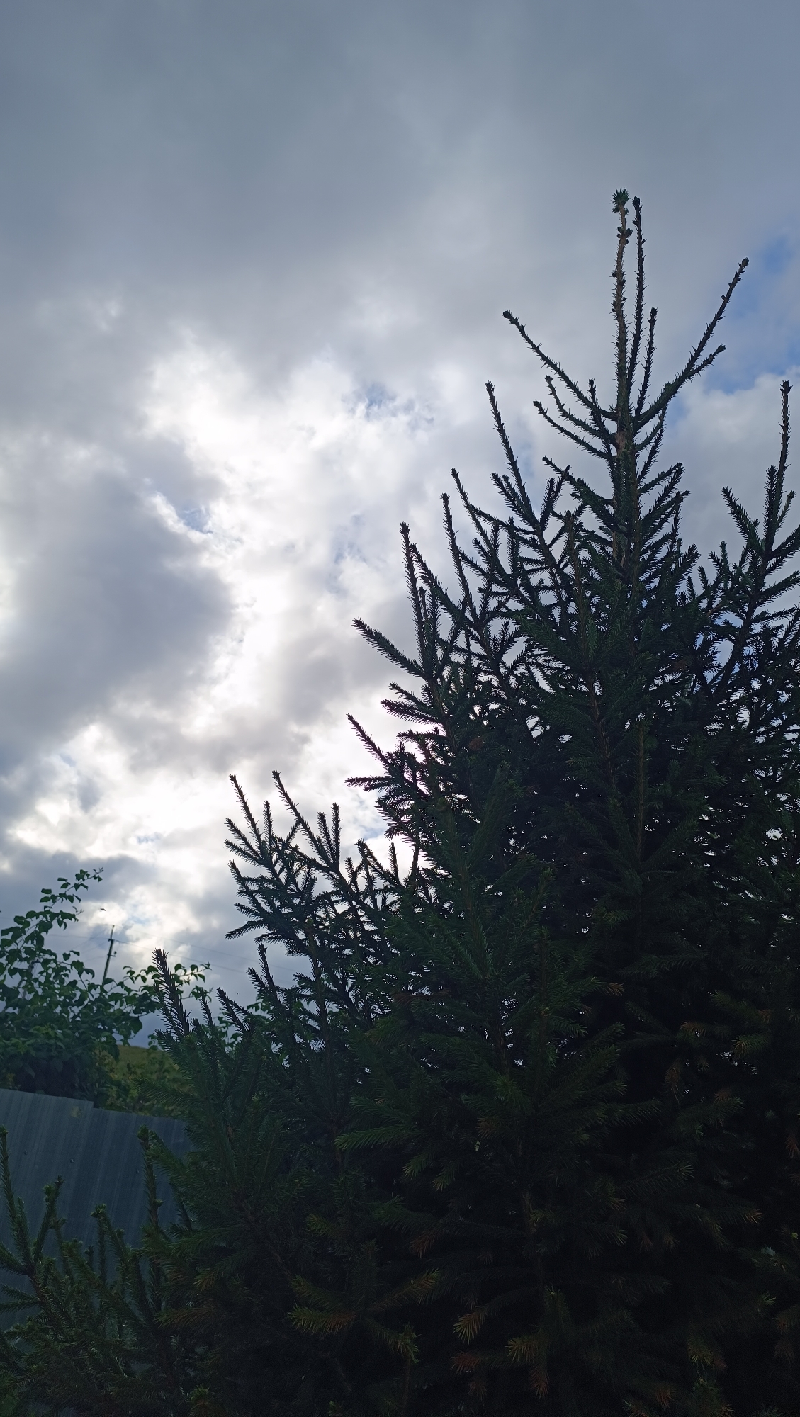 A fir tree stands in the foreground, its dark green branches silhouetted against a cloudy sky. The sky is a mix of grey and white clouds, with patches of brighter light suggesting the sun is either rising or setting behind them. To the left of the fir tree, a grey metal fence is visible, with some green foliage peeking over it. The scene appears to be outdoors, in a natural setting. There are no people or animals present in the image. The overall impression is one of a slightly overcast day in a rural or suburban area.