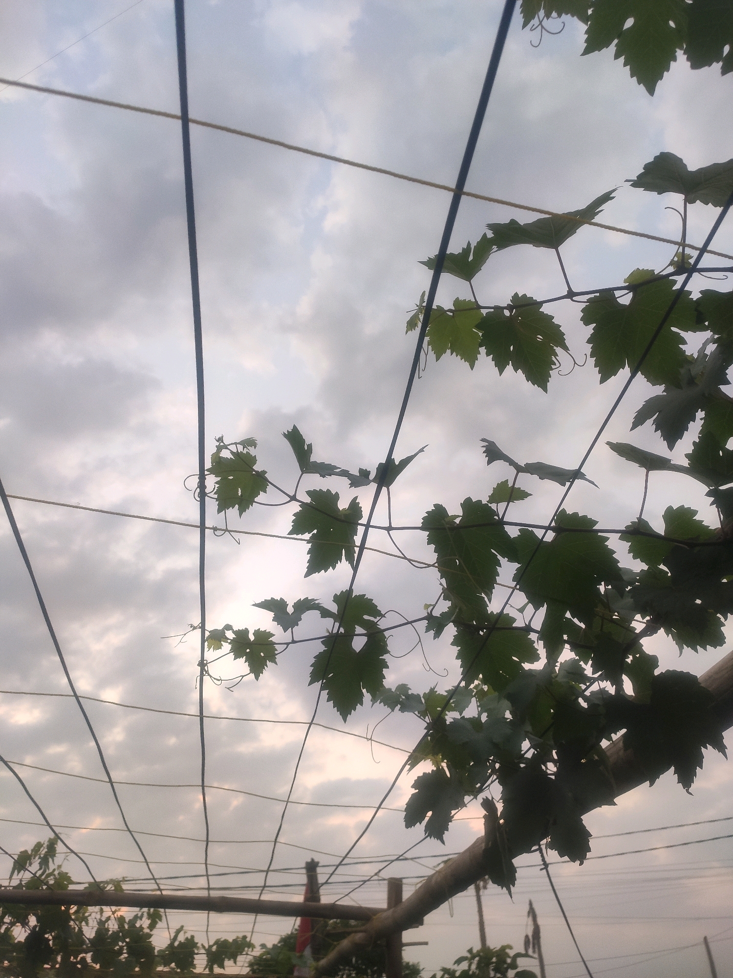 A low-angle, close-up shot captures a canopy of grape leaves and vines against a cloudy sky. Several taut wires, likely part of a trellis system, crisscross the frame, some black and some a lighter, beige color. The leaves are a deep green, some silhouetted against the sky, and appear lush and healthy. Small, curly tendrils extend from the vines. In the background, the sky is filled with soft, diffused light from an unseen sun, suggesting either early morning or late afternoon. A wooden beam runs horizontally across the lower portion of the image, supporting the vines. Further in the background, the tops of some trees are visible, along with indistinct structures that could be part of the rural landscape of Bongkot, Indonesia. No people are visible in the frame. The overall impression is one of nature thriving within a cultivated structure, viewed from a perspective that emphasizes the sky and the intricate network of vines and wires.