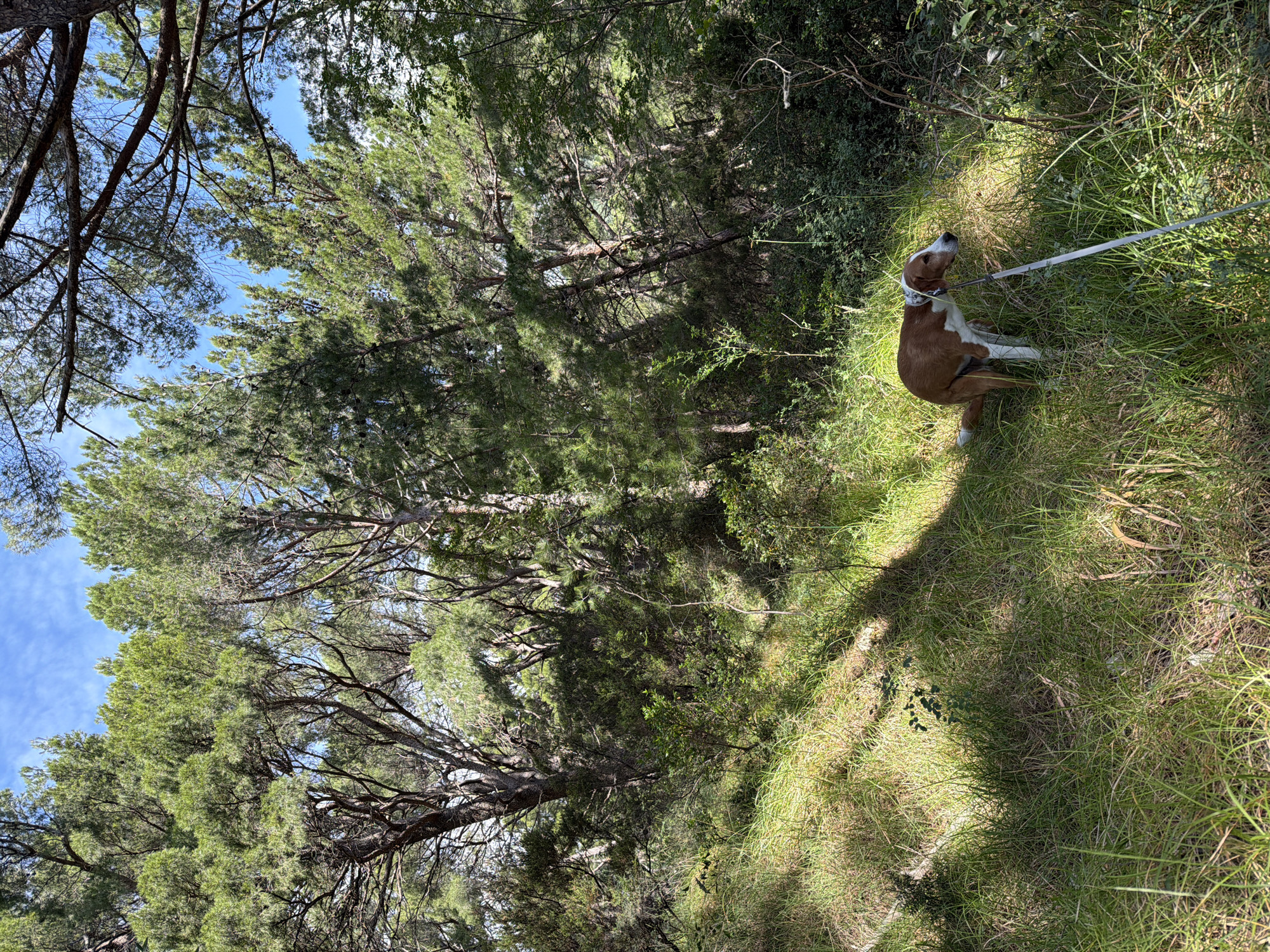 A medium shot depicts a brown and white dog sitting in grassy undergrowth within a wooded area. The dog is on a light-colored leash. Trees with dense green foliage reach towards a blue sky with wispy clouds. The scene is partially shaded. The location is Petrovac centar, Montenegro.