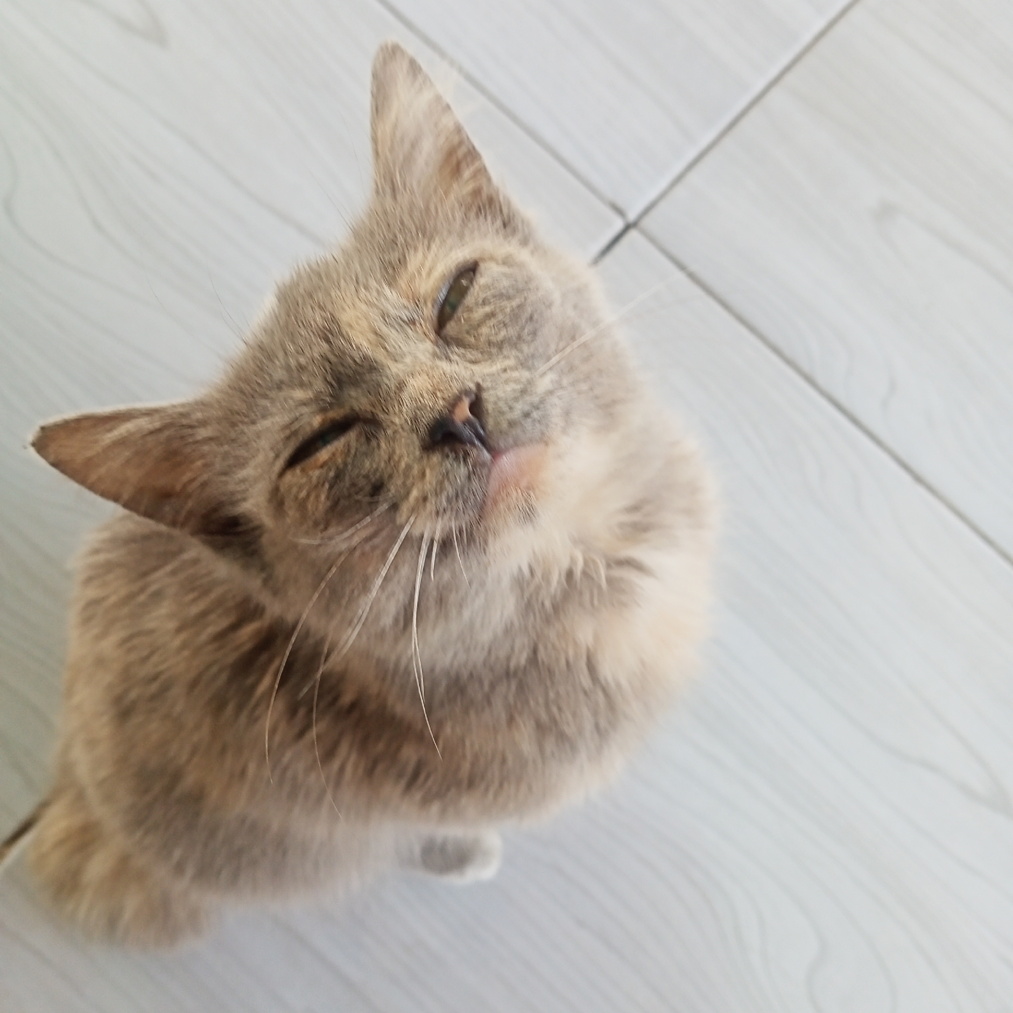 A calico cat with light brown, grey, and cream fur is looking upwards with its eyes partially closed. The cat is positioned on a light-colored tiled floor. The scene is a close-up shot, focusing on the cat's face and upper body. There is no indication of the city of Ketowan, Indonesia, in the image or its description.