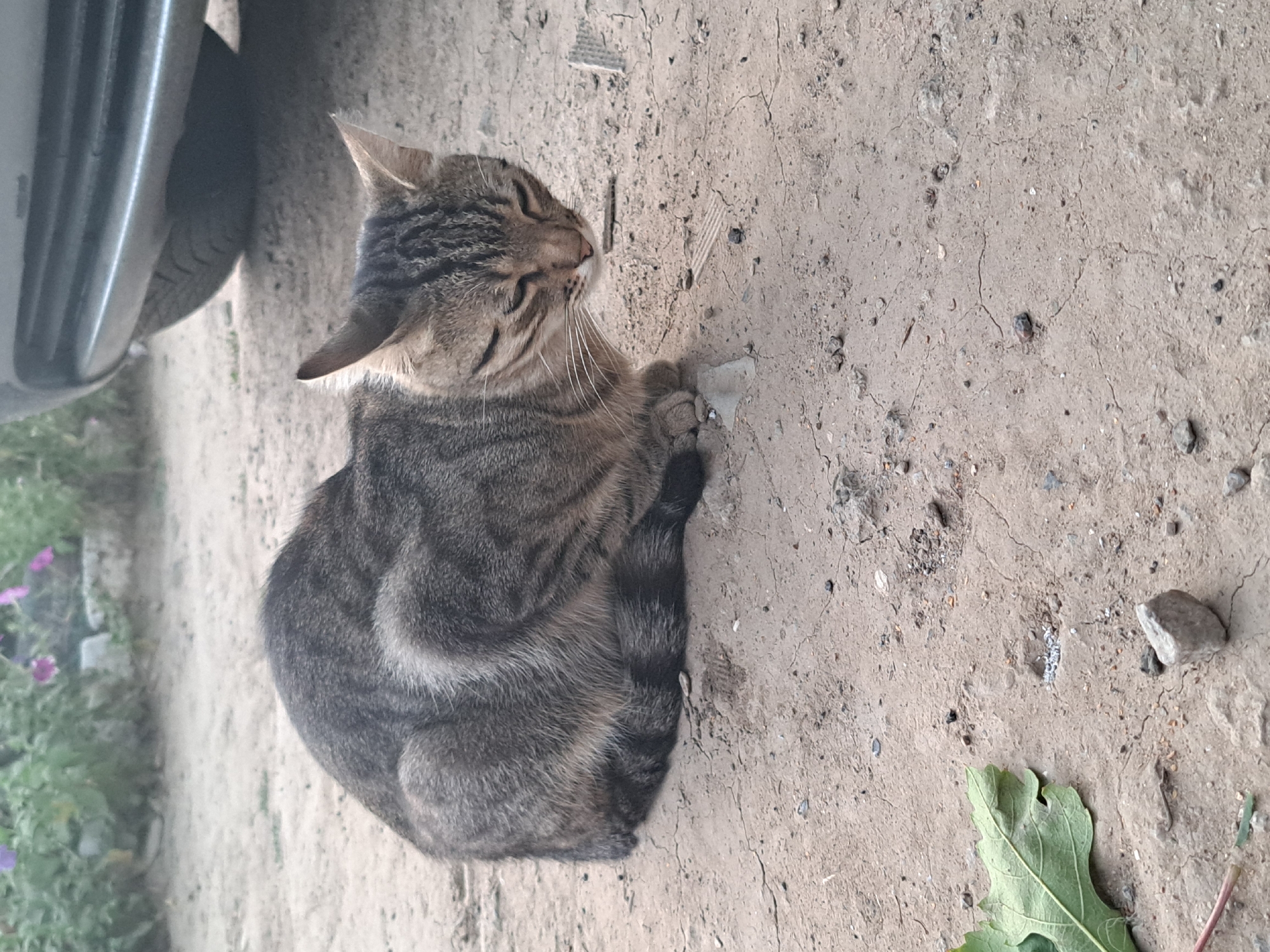 A tabby cat is resting on a dirt ground. The cat is facing forward with its eyes partially closed. Its fur is a mixture of gray, black, and brown stripes. The ground beneath the cat is dry and cracked, with small stones and debris scattered around. In the background, a portion of a car's bumper and tire are visible. Further in the background, there are some green plants with small purple flowers. The scene appears to be outdoors, possibly in a residential area or a street in Vypasne, Ukraine.