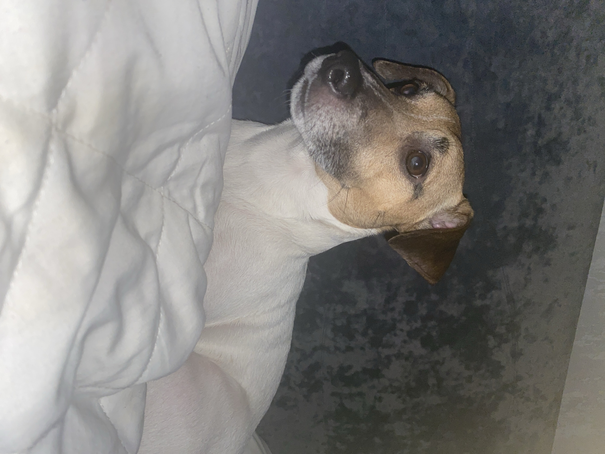 This media file presents an intimate indoor scene, likely in Noviy, Russia, featuring a domestic dog. The primary subject is a short-haired dog, identifiable by its predominantly white body fur and distinct light brown and tan markings on its head, ears, and around its eyes. The dog's face also exhibits some darker pigmentation around its nose and above its eyes.
The dog is captured in a relaxed pose, seemingly resting on its back or side. Its head is tilted upwards and slightly to the left, with an attentive and curious expression as it looks off-camera. Its eyes are wide open, reflecting the subdued indoor lighting.
A white quilted blanket or duvet is visible on the left side of the frame, covering part of the dog's body and suggesting a comfortable, cozy setting, possibly a bed or sofa. The blanket features a subtle stitched pattern. On the right side, a dark grey or charcoal-colored surface is prominent, providing a contrasting backdrop. This surface could be upholstery, a carpet, or flooring.
The lighting in the image appears dim, hinting at either an early morning, late evening, or a softly lit room. No external weather conditions are discernible from this indoor perspective. The dog's demeanor suggests contentment and alertness. There is no visible text present in the image.