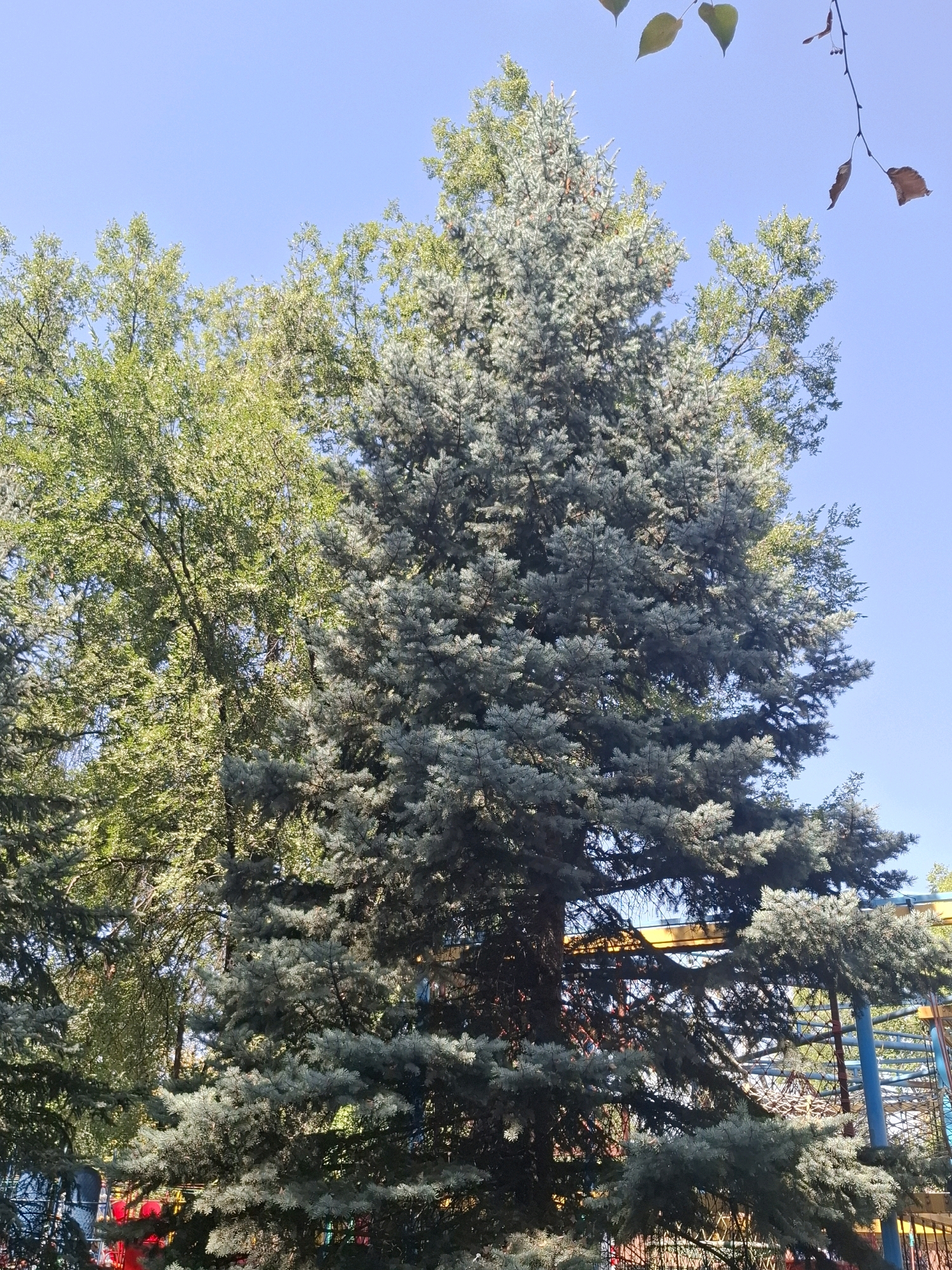 A tall, mature blue spruce tree dominates the foreground of the image, its blue-green needles dense and reaching upwards towards a clear, bright blue sky. To the left and slightly behind it, a deciduous tree with vibrant green foliage is visible, its leaves catching the sunlight. In the background, parts of a playground structure are discernible, featuring yellow and blue metal beams, red netting, and hints of other colorful elements. The overall scene suggests an outdoor setting, possibly a park or a residential area, under a sunny day. The image captures the natural beauty of the trees contrasting with the man-made structure of the playground.