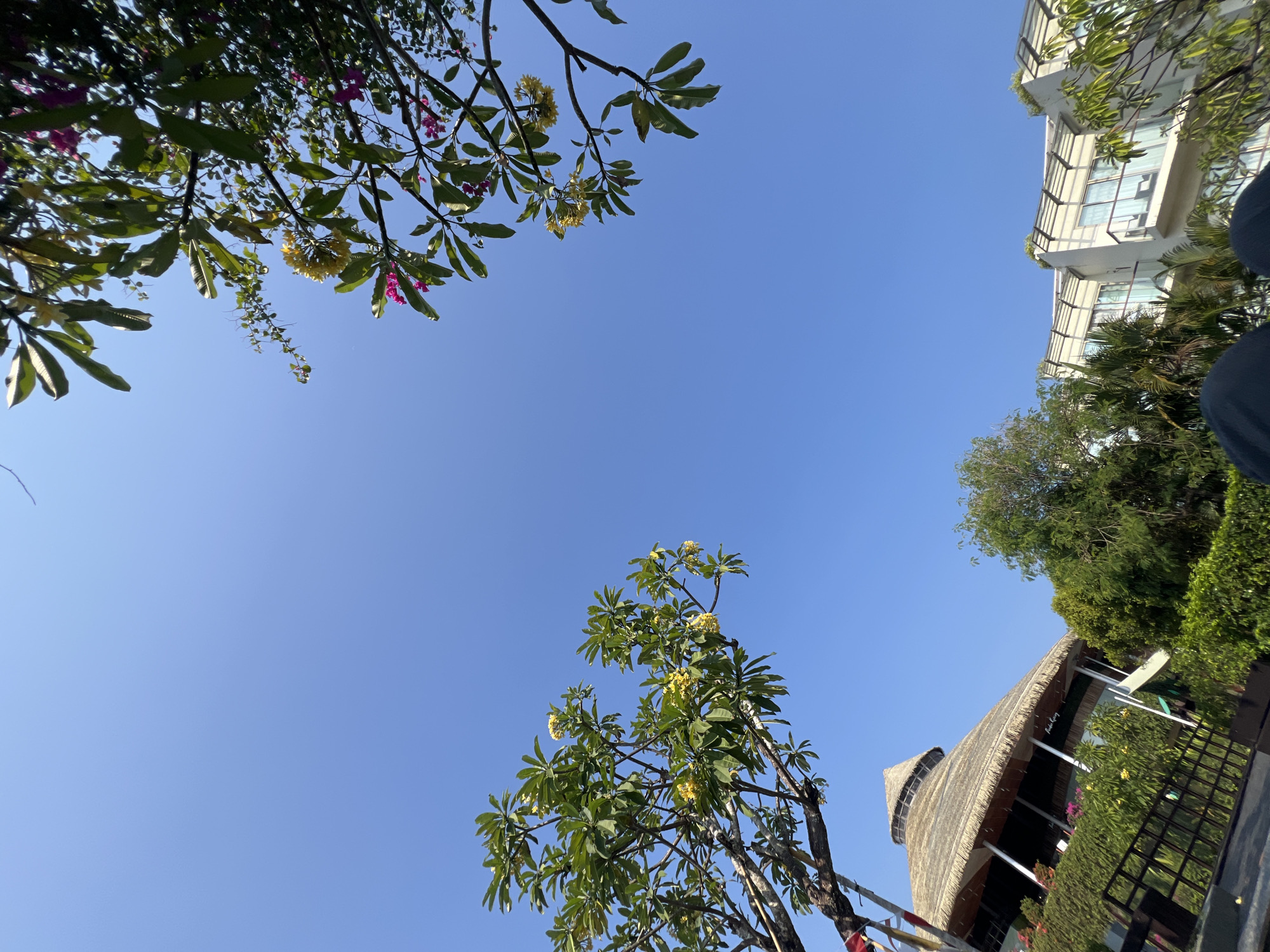 In Kuta, Indonesia, beneath a clear blue sky, two buildings are visible. To the left, a building with a thatched conical roof is partially obscured by foliage. To the right, a modern multi-story building with white walls and balconies stands. Lush green trees and flowering plants frame the scene, with yellow and pink flowers blooming on branches extending into the upper right and left corners of the image. A dark metal fence runs along the lower left, and dark fabric, likely clothing, occupies the bottom of the frame. The perspective is from a low angle, looking upwards towards the sky.