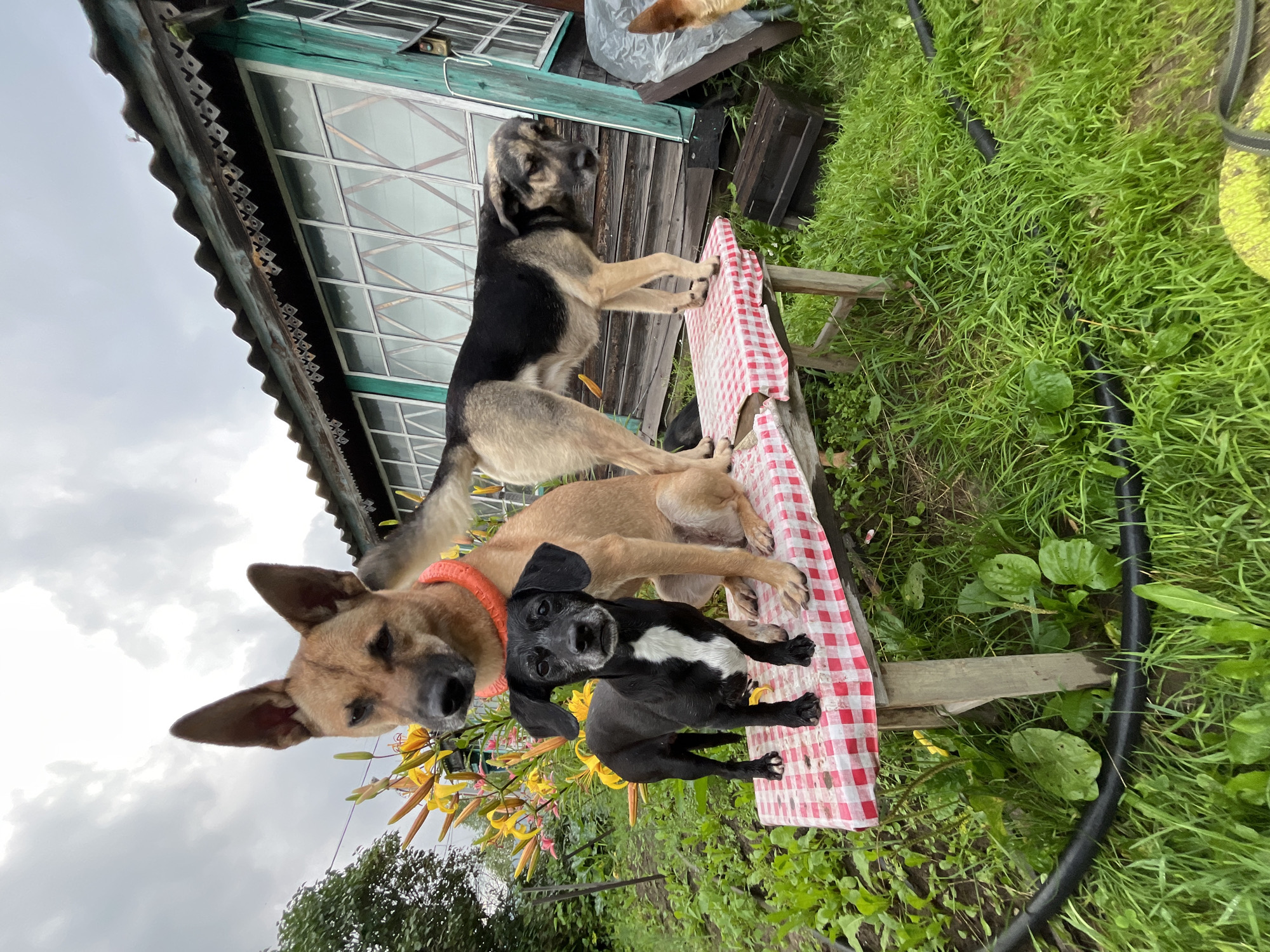 A group of dogs are gathered on a wooden bench covered with a red and white checkered cloth in front of a rustic wooden house. The largest dog, a tan German Shepherd mix, sits behind a smaller black and white dog that stands on the bench. A third dog, a tan and black mix, stands on the bench to the right, facing away from the camera. The house has green wooden siding and corrugated metal roofing. The scene appears to be in a rural or suburban setting, with lush green grass and yellow flowers surrounding the bench and house. The sky is overcast. The image does not provide any specific information about the location in Nizhny Tagil, Russia.