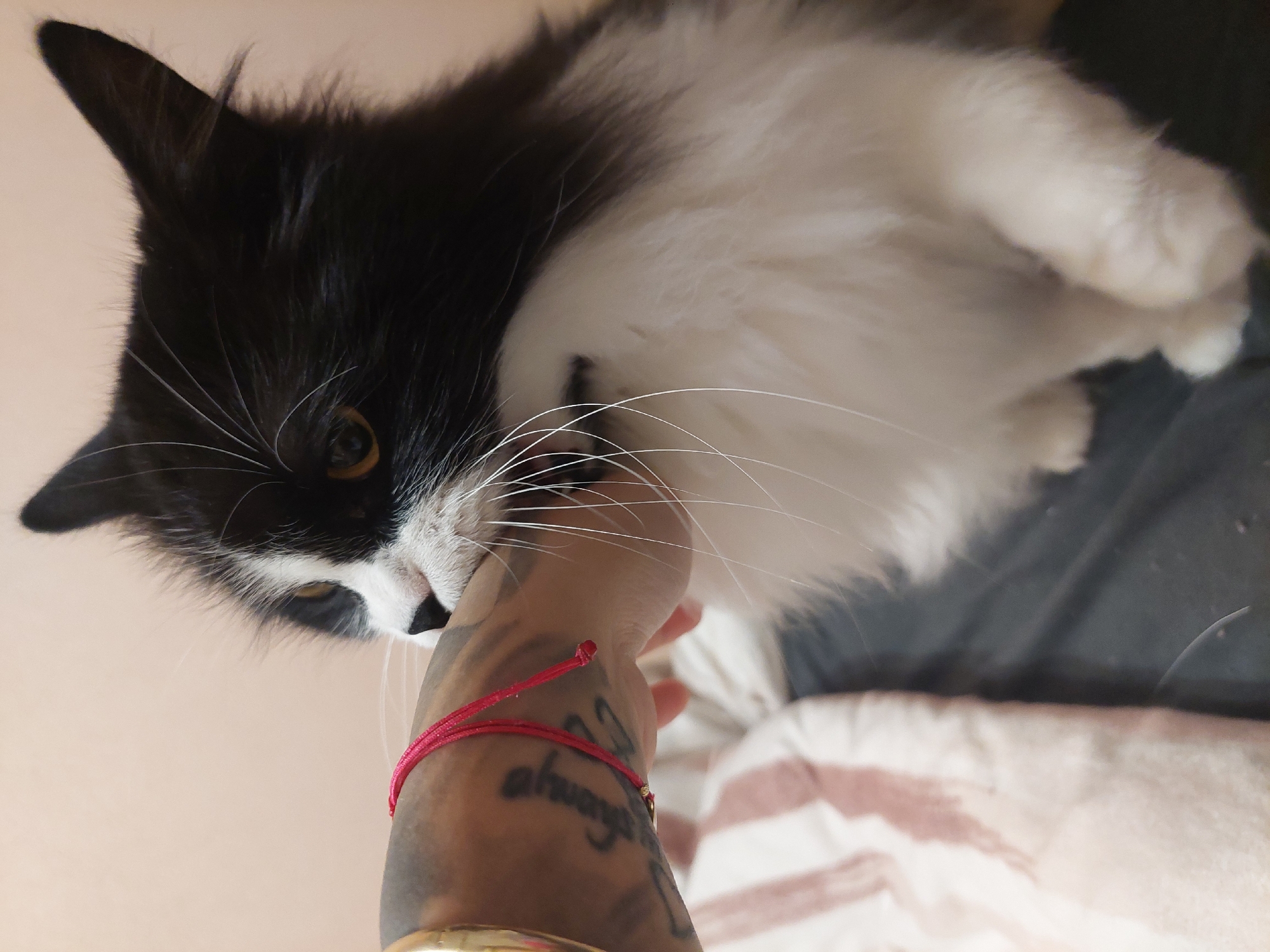 A black and white cat is interacting with a person's hand. The cat is mostly white with black fur on its head, and the person's hand is wearing a red string bracelet. There is a tattoo on the arm. The background is a light peach color at the top and a dark gray and white striped object is visible at the bottom. There is no indication that the photo was taken in Plovdiv, Bulgaria.