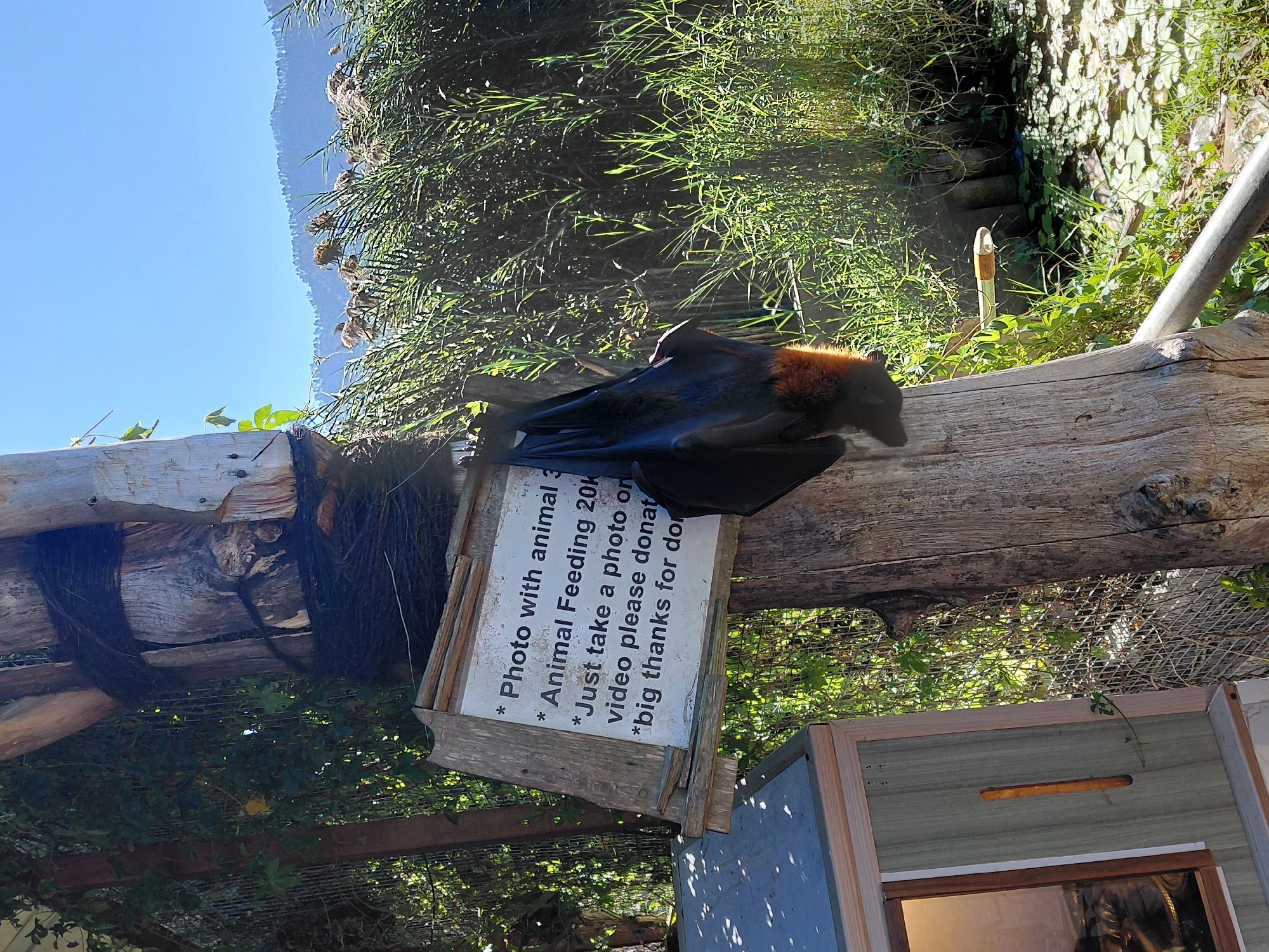A large fruit bat hangs upside down from a wooden post in Baturiti, Indonesia, near a pond with lily pads. A sign is attached to the post with instructions regarding photos and donations. The bat's fur is dark brown with a reddish-orange neck. The background consists of tall green reeds and a distant mountain range under a clear blue sky. The scene appears to be at an outdoor sanctuary or zoo.