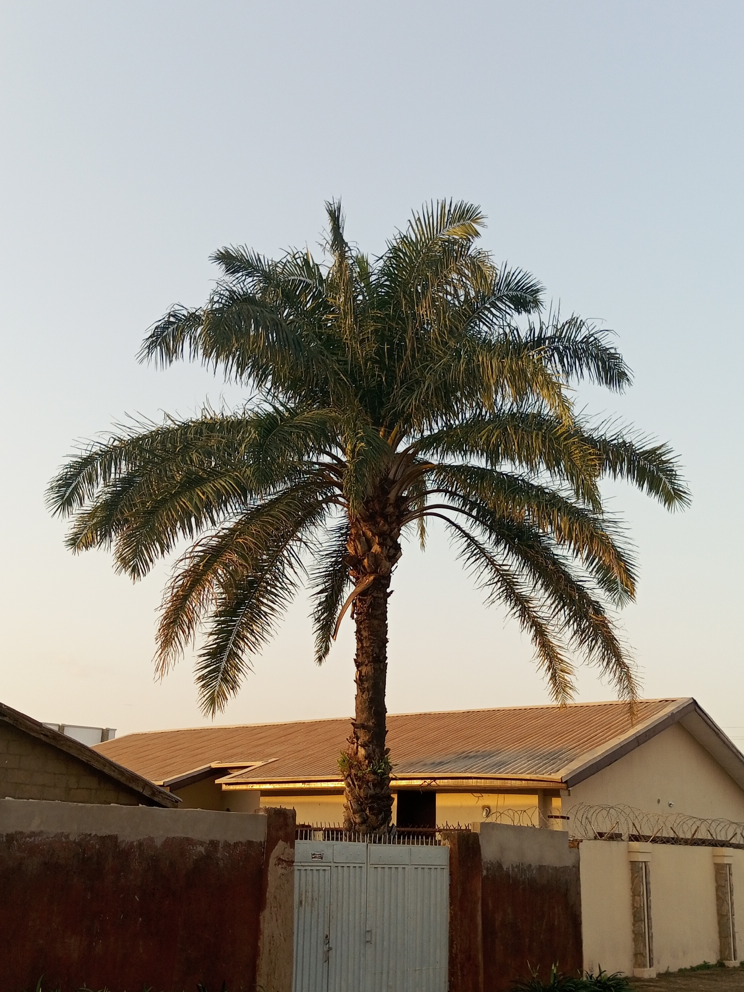 A tall palm tree dominates the center of the frame, its fronds extending outwards against a clear, pale sky. The tree trunk is rough and textured. In the foreground, a low, reddish-brown wall partially obscures the view of a white metal gate. Behind the wall and gate, the roofs of two buildings are visible, one with a brown, corrugated metal roof and the other with a lighter, cream-colored facade. The building to the right has barbed wire coiled along the top of its wall. The scene appears to be an outdoor residential area in the city of Barden Yana, Nigeria.