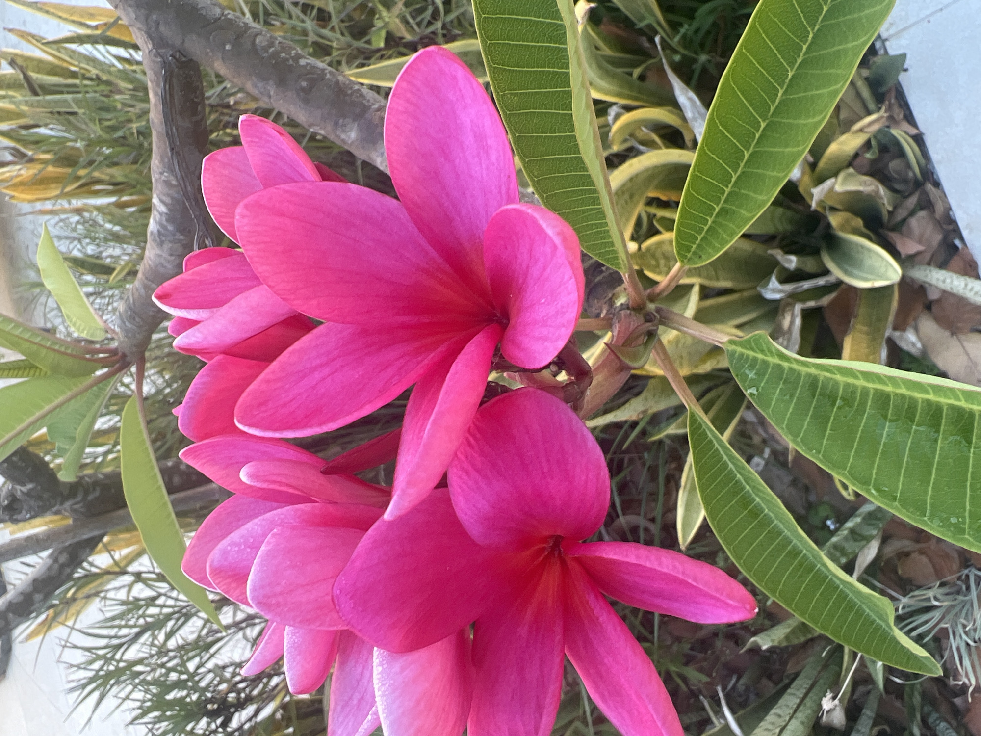 A close-up, eye-level shot captures a cluster of vibrant pink plumeria flowers in full bloom, set against a backdrop of greenery. The petals of the flowers are intricately detailed, with some showing a slight dewiness. Lush green leaves with prominent veins are scattered throughout the frame, some partially obscuring the flowers. A thick, textured branch, likely part of the plumeria plant, runs diagonally across the upper right quadrant. In the background, out-of-focus foliage in shades of green and yellow creates a soft bokeh effect. The ground appears to be covered with dry leaves and pebbles. The scene suggests a warm, outdoor environment, possibly a garden or park, within Hof HaCarmel Regional Council, Israel. There are no people or animals present in the image.