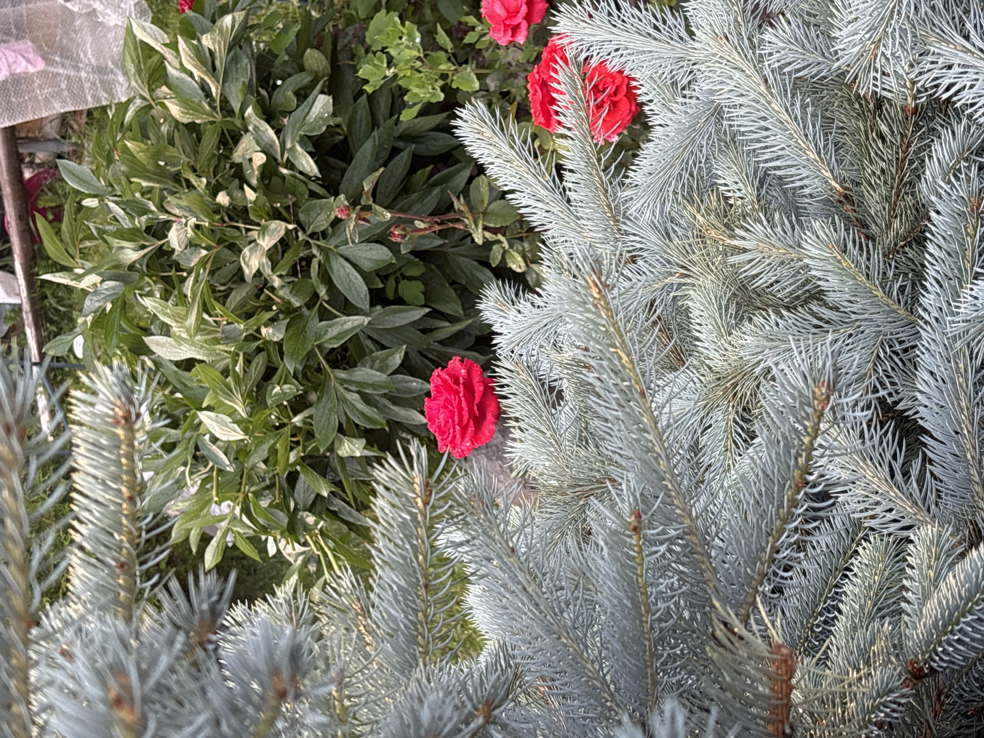 This is a close-up, eye-level, outdoor, daytime, medium shot of the foliage of a coniferous tree and some leafy green plants with red flowers. The coniferous tree, likely a Blue Spruce, occupies the right two-thirds of the frame. Its branches are covered in short, needle-like leaves that are a dusty blue-green color, giving it a frosted appearance. The needles are densely packed, creating a textured and feathery look. Some of the branches are angled towards the viewer, and the overall effect is one of soft, cool tones.
To the left of the coniferous tree are lush, leafy green plants. These plants have broad, ovate leaves that are a deep green, with some lighter variegation visible on certain leaves, appearing as pale green or almost white patches. Interspersed among the green leaves are bright red flowers. One prominent red flower is visible in the center-left of the frame, its petals ruffled and velvety. Another red flower, or part of one, is visible higher up on the left side. The contrast between the cool blue-green of the conifer and the vibrant red of the flowers is striking.
The background is a mix of dark green foliage and shadows, suggesting a garden setting. The lighting indicates it is daytime, with sunlight illuminating the needles of the conifer and casting soft shadows. There are no people visible in the image, nor any text. The overall mood is serene and natural, highlighting the beauty of contrasting textures and colors in a garden environment.