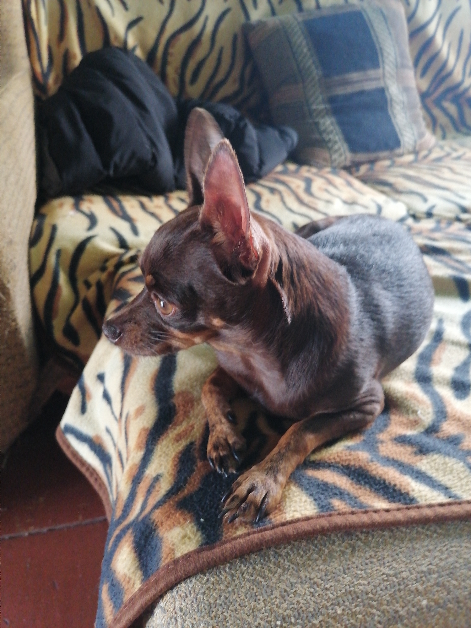 A small, dark brown dog with large ears is lying on a tiger-striped blanket on a couch. The dog is facing left, with its head slightly turned towards the camera. A black pillow is visible behind the dog, and a patterned cushion is in the background. The couch appears to be in a residential setting, likely a living room in Novopokrovka, Russia. The lighting is dim, suggesting it might be indoors during the day or at night. There are no people visible in the image.