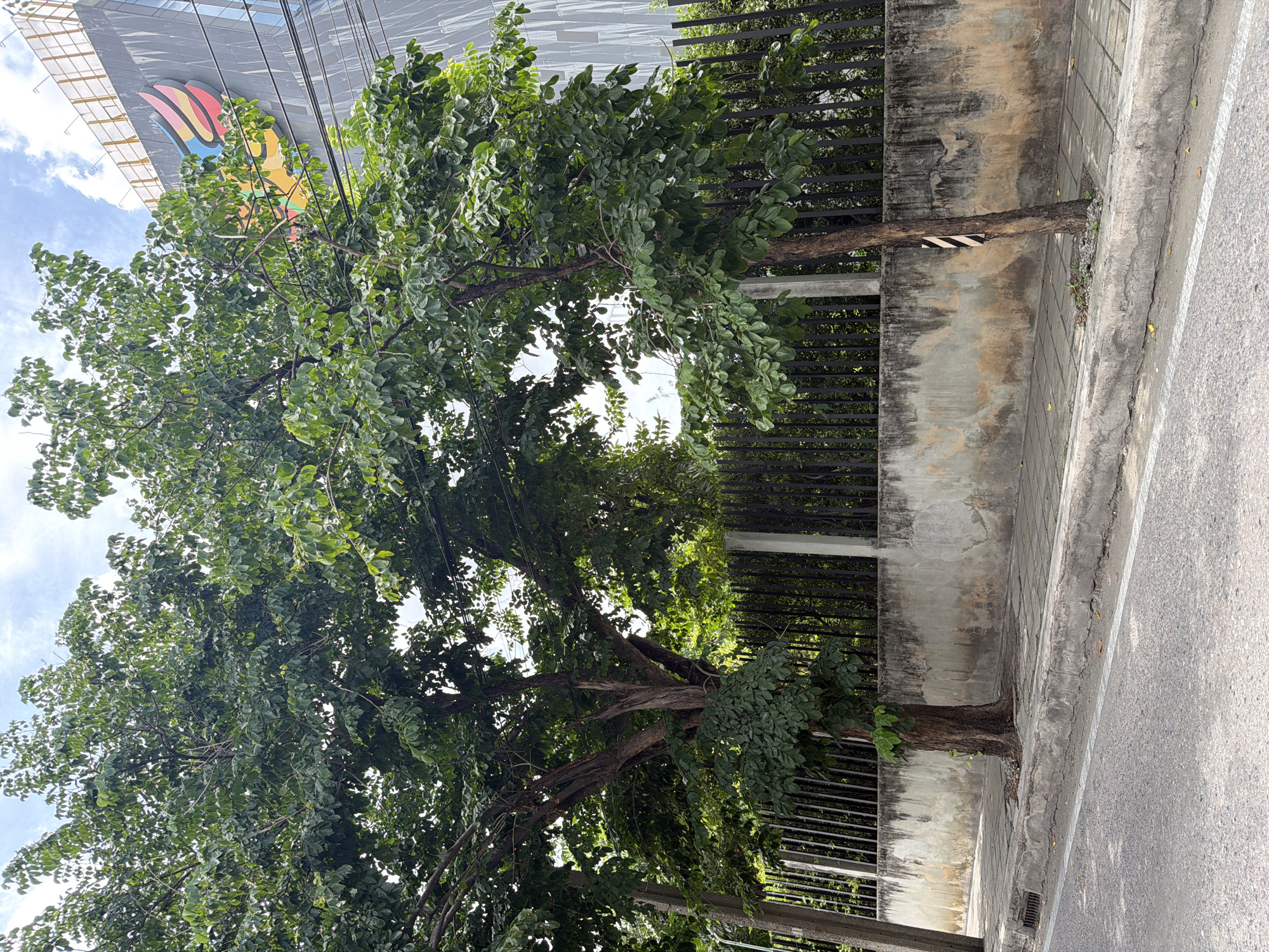 The image captures a street scene in Bangkok, Thailand. Two mature trees with dense green foliage stand on a concrete sidewalk bordering a road. Behind the trees, a weathered concrete wall, showing signs of age and discoloration, supports a black metal fence. Beyond the fence, the upper floors of a modern building are visible, featuring a large, colorful winged logo and a patterned facade. The sky above is partially cloudy with a clear blue sky visible in some sections. The sidewalk is paved with square tiles, and a storm drain is visible at the edge of the road. There are no people or animals present in the scene.