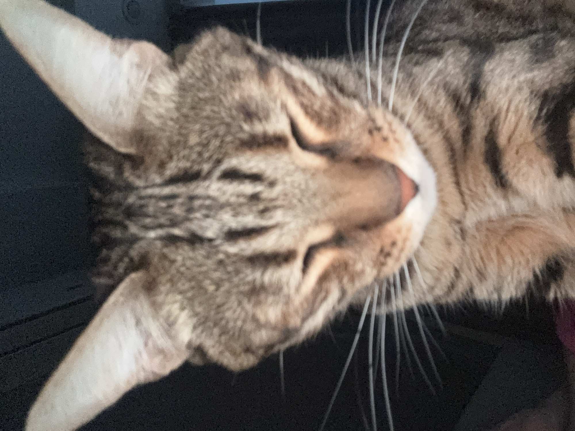 The image depicts a brown tabby cat, likely indoors, with closed eyes and a pink nose. The cat's whiskers are prominent, and the background is dark. No information indicates this image was taken in Votkinsk, Russia or any specific location.