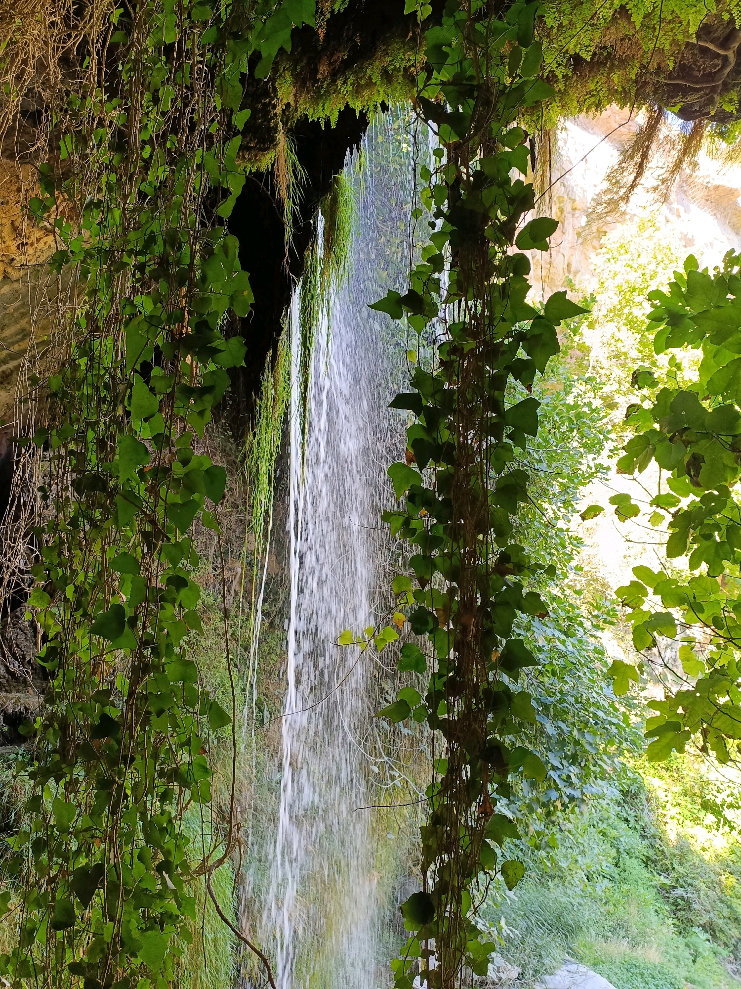 The image depicts a lush, natural scene featuring a waterfall cascading down a rocky cliff face. The foreground is dominated by abundant green foliage, with thick vines hanging down and obscuring parts of the waterfall. To the right, more dense greenery and trees are visible, bathed in sunlight. The waterfall itself is a thin, steady stream of white water, suggesting a moderate flow. The rock formations behind the waterfall appear wet and mossy in places. The overall impression is one of a secluded, verdant natural environment. This scene is located at the "La Cascada de Sant Quirze Safaja" in Sant Quirze Safaja, Spain.
