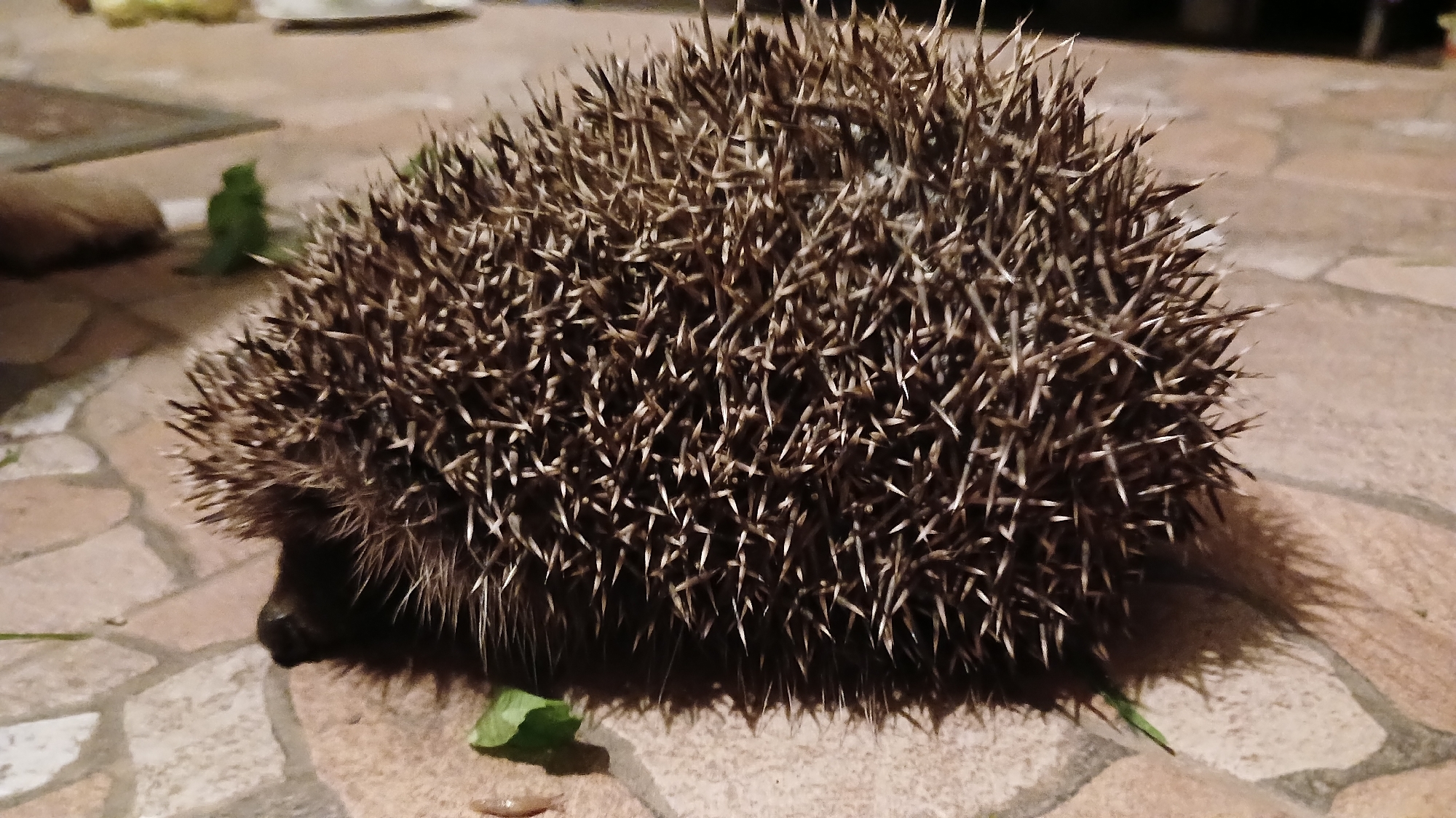 A hedgehog is lying on a paved surface with interlocking beige and pink tiles. The hedgehog is facing to the left and is curled into a ball with its quills extended. There are a few green leaves scattered around the hedgehog on the tiles. In the background, the scene is blurred, but it appears to be an outdoor setting, possibly a patio or garden area. The lighting suggests it is either dusk or dawn, or the area is dimly lit. The location is identified as Monastyryska, Ukraine.