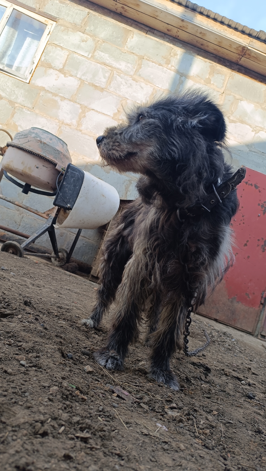 The image depicts a scruffy, medium-sized black and gray dog on a dirt ground in front of a weathered building with a red door. The dog is wearing a black collar and a chain leash. Behind the dog, a concrete mixer is visible, and to the left, a small window with white trim is set into a light-colored brick wall. The overall scene suggests an outdoor, possibly rural or industrial, setting. The location is identified as the city of Karsha, Russia.