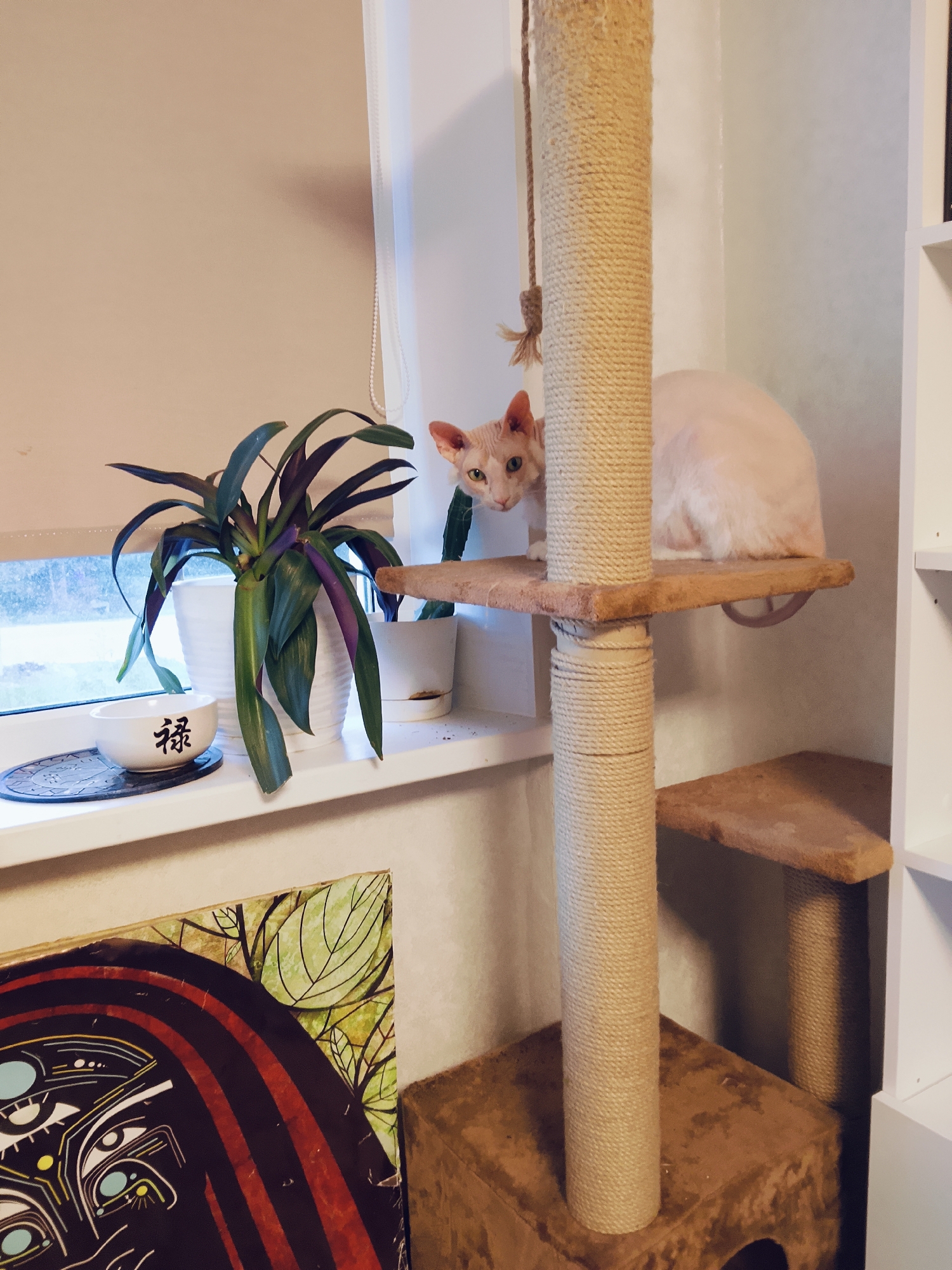 A medium-angle shot captures a domestic interior. A cat is perched on a tier of a tan cat tree structure positioned near a window. The cat has peach-colored skin, large ears, and green eyes. To the left of the cat tree, a windowsill houses a white planter filled with a plant featuring green and purple leaves, and a bowl with a character written on it. The window is partially covered by a light-colored blind. A piece of art with stylized eyes and leaf motifs is situated at the lower left of the frame. The cat tree itself has multiple tiers and a rope toy suspended from the top. The environment suggests an indoor setting, likely a home. There is no indication of Chaikovsky, Russia.
