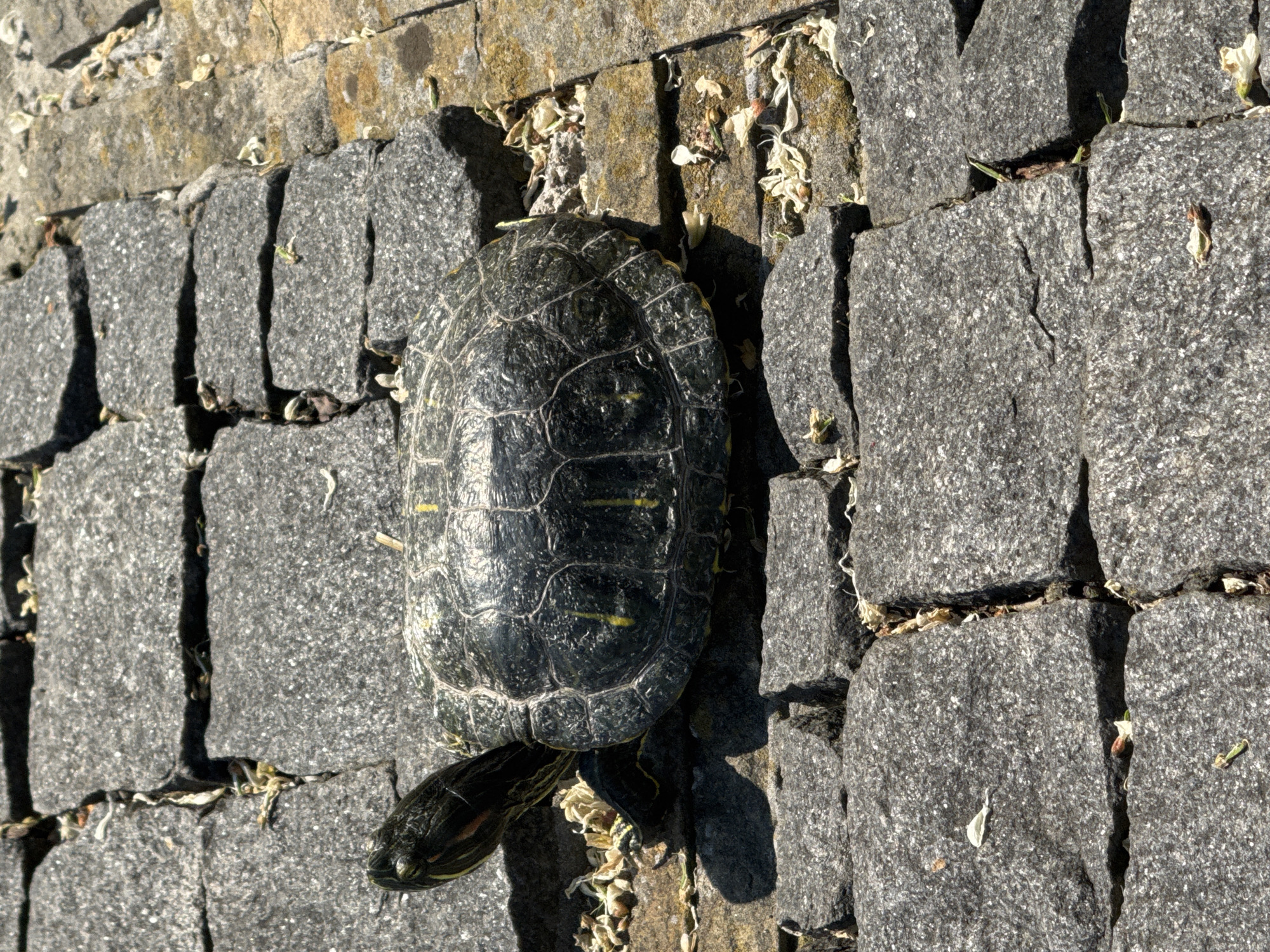 The image shows a red-eared slider turtle on a cobblestone path. The turtle is dark green with yellow markings on its shell and head. It is facing left, with its head extended. The cobblestones are gray and appear worn, with some cracks and debris, including dried leaves and small green shoots, in between them. The path is illuminated by sunlight, casting a shadow from the turtle. The scene is captured from a slightly elevated, overhead perspective. There is no indication of Vinnytsia, Ukraine in the image itself.