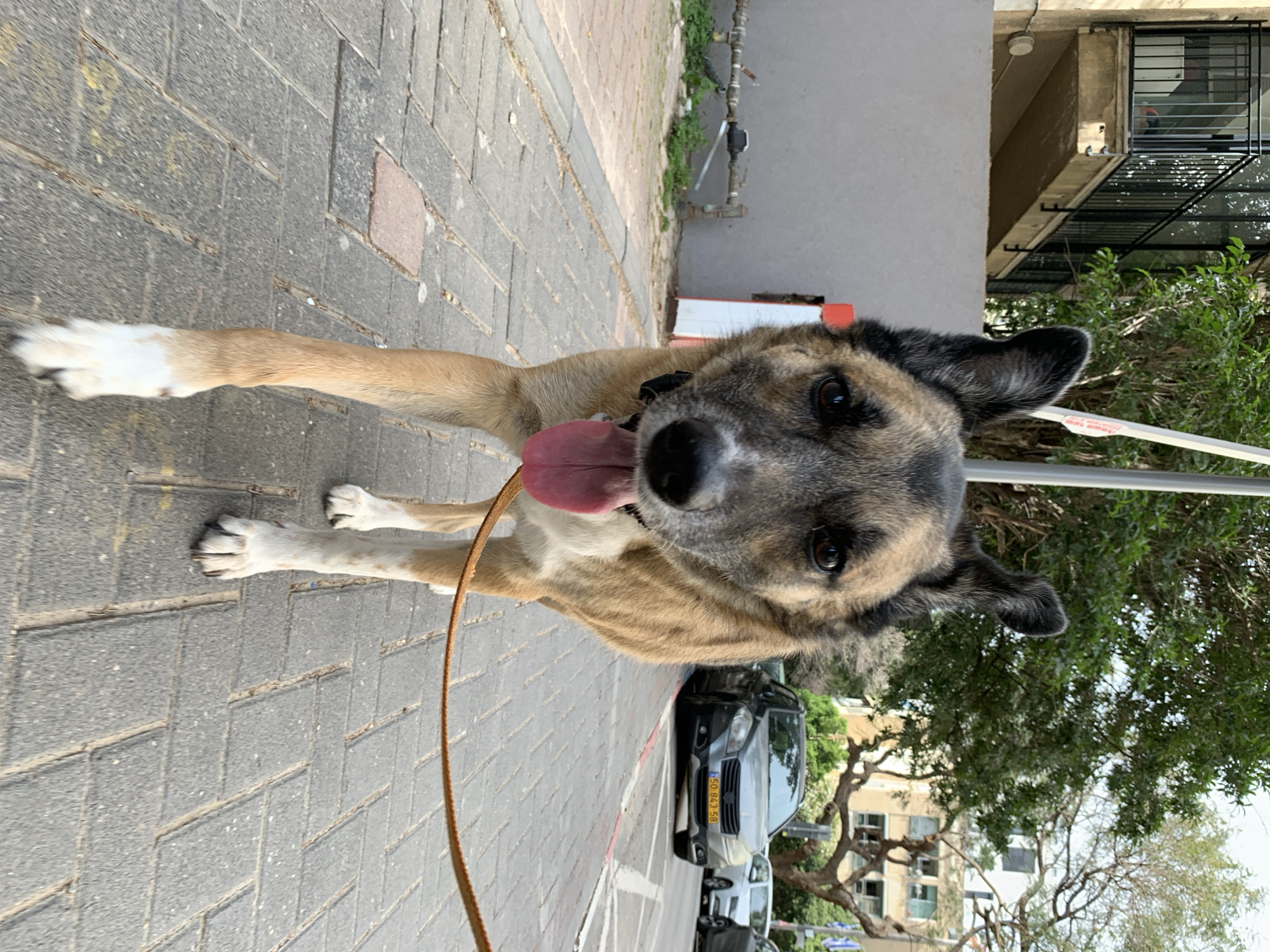 A medium-sized dog with tan and grey coloring, white markings on its legs, and a black collar, tongue sticking out, is on a sidewalk made of grey pavers. The dog is attached to a brown leather leash. The location is a city street in Tel-Aviv, Israel. The background includes parked cars, greenery, buildings, and a sky visible through the trees. A building with barred windows is visible behind the dog, along with utility pipes, and a building with residential apartments across the street. The license plate of a black vehicle in the background reads "85084358" and it is an Israeli license plate.