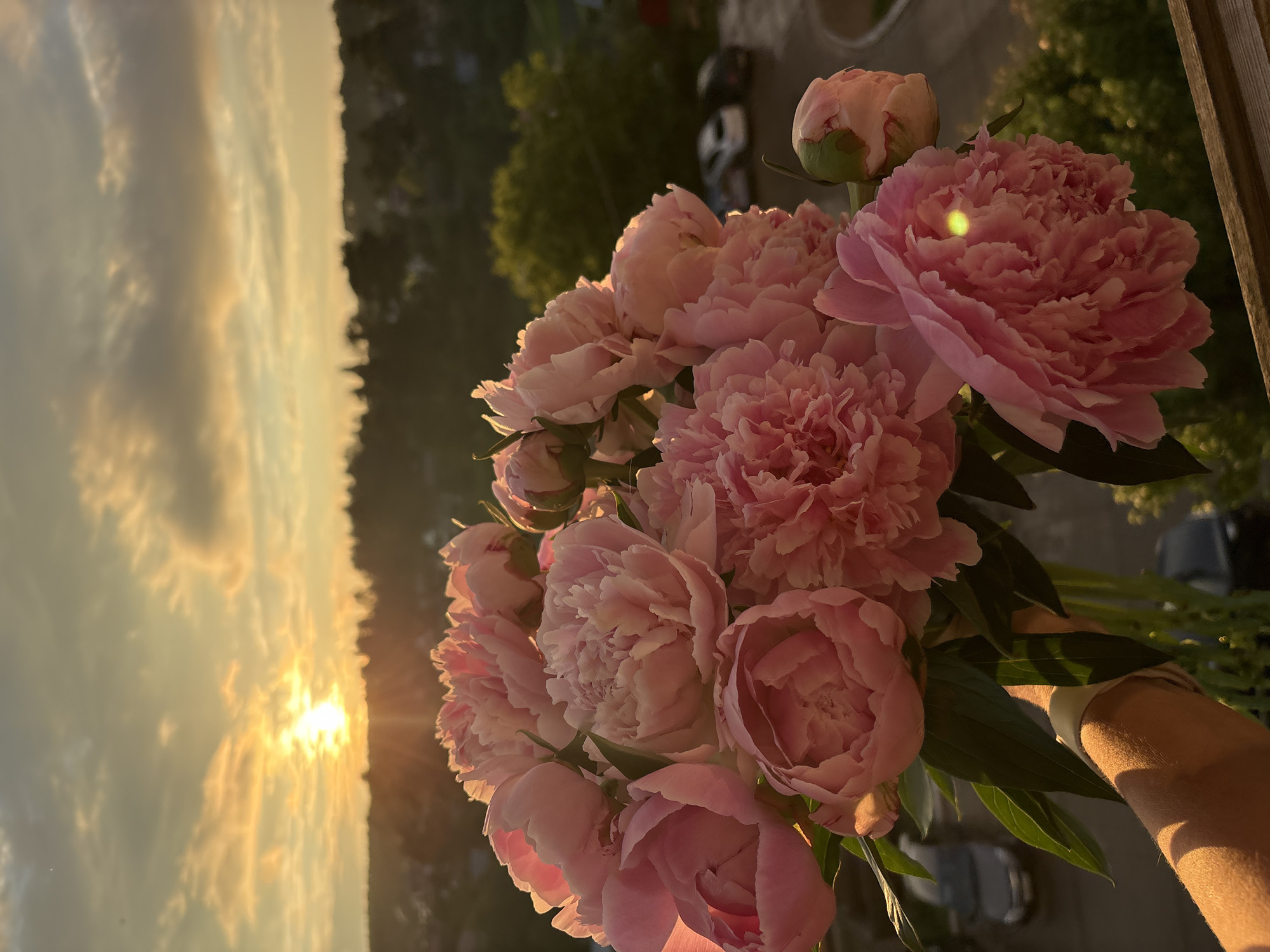A bouquet of pink peonies is held in the foreground, with a sunset in the background. The sun is setting over a city, with buildings and trees visible. The sky is filled with clouds. The image appears to have been taken from a balcony or elevated vantage point. The lighting suggests it is late afternoon or early evening. The exact location in Chaikovsky, Russia cannot be determined from the image alone.