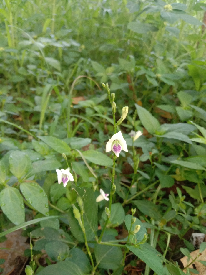 A close-up, eye-level photograph captures a flowering plant within a dense, natural green environment in Bogor, Indonesia. The central subject is a plant with slender green stems supporting multiple small, open white flowers, each featuring a distinct magenta-purple center. Two fully open flowers are prominently visible, exhibiting a hooded or inverted bell-like petal structure. Numerous smaller green flower buds are present along the stems, indicating ongoing growth. The plant's green leaves show evidence of moisture, consistent with dew or recent rain. The background consists of an out-of-focus expanse of various green foliage and grasses, indicating an uncultivated, overgrown botanical area. No human or animal subjects, nor artificial objects, are depicted in the scene.