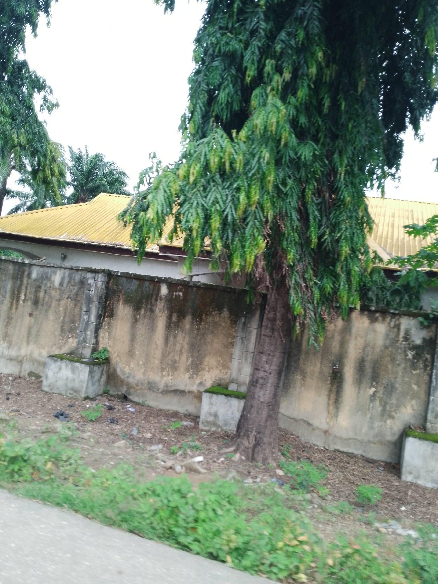 The image depicts a street view in Serti, Nigeria, featuring a weathered concrete wall with a corrugated yellow roof visible behind it. A large tree with dense green foliage stands prominently in the foreground, partially obscuring the view of the wall and roof. The ground in front of the wall is covered with dry leaves, dirt, and patches of green vegetation, with two concrete planters visible. To the left, a section of asphalt road with some greenery along its edge is in view. The sky is overcast.