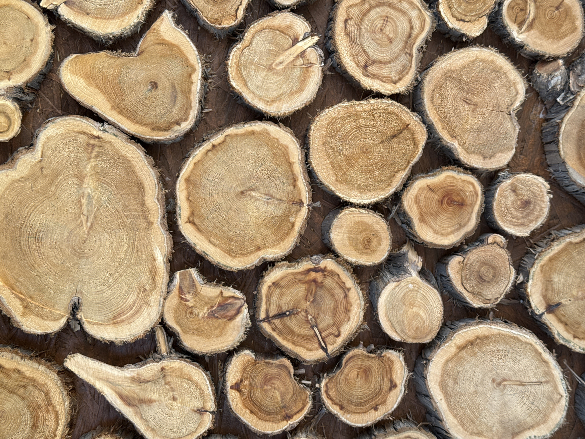 The image shows a close-up of a decorative wall covered with cross-sections of tree trunks. The wood pieces vary in size and shape, displaying the concentric rings of their growth. They are arranged tightly together, creating a textured surface. The overall color palette is dominated by shades of brown and tan, with some bark visible around the edges of the wood slices. The specific location is not discernible from the image itself.