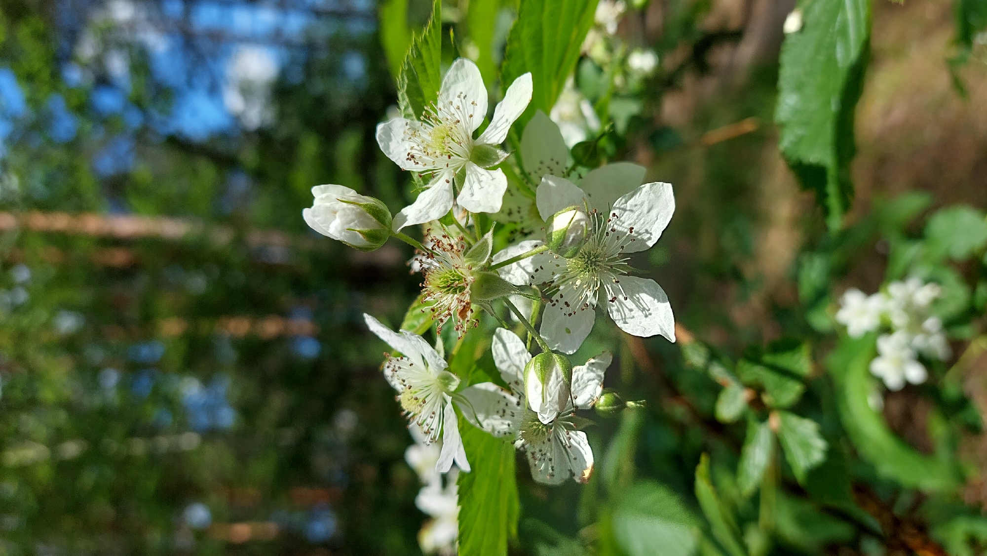 This image is a close-up, horizontal shot focusing on a cluster of white flowers and green foliage. The primary subjects are several white flowers, varying in their stage of bloom. Some are fully open, displaying delicate, slightly translucent white petals and prominent centers filled with numerous light green stamens tipped with brown pollen. Other flowers are still in bud form, appearing as tightly closed white and green structures.
The flowers are surrounded by vibrant green leaves, some of which are sharply in focus, showing their texture and venation, while others are softly blurred, creating depth. The background is significantly out of focus, presenting a mosaic of natural colors. Shades of deep green from distant foliage dominate, interspersed with patches of clear blue, indicating the sky. Dark, indistinct vertical shapes suggest tree trunks or branches in the blurred distance.
The lighting is bright and natural, suggesting a sunny day, likely morning or early afternoon, as indicated by the clear blue sky fragments and the way light illuminates the petals and leaves. There is no visible human activity or any discernible text in the image. The scene conveys a sense of natural beauty and the freshness of blooming plant life in an outdoor, possibly wooded or garden, environment.