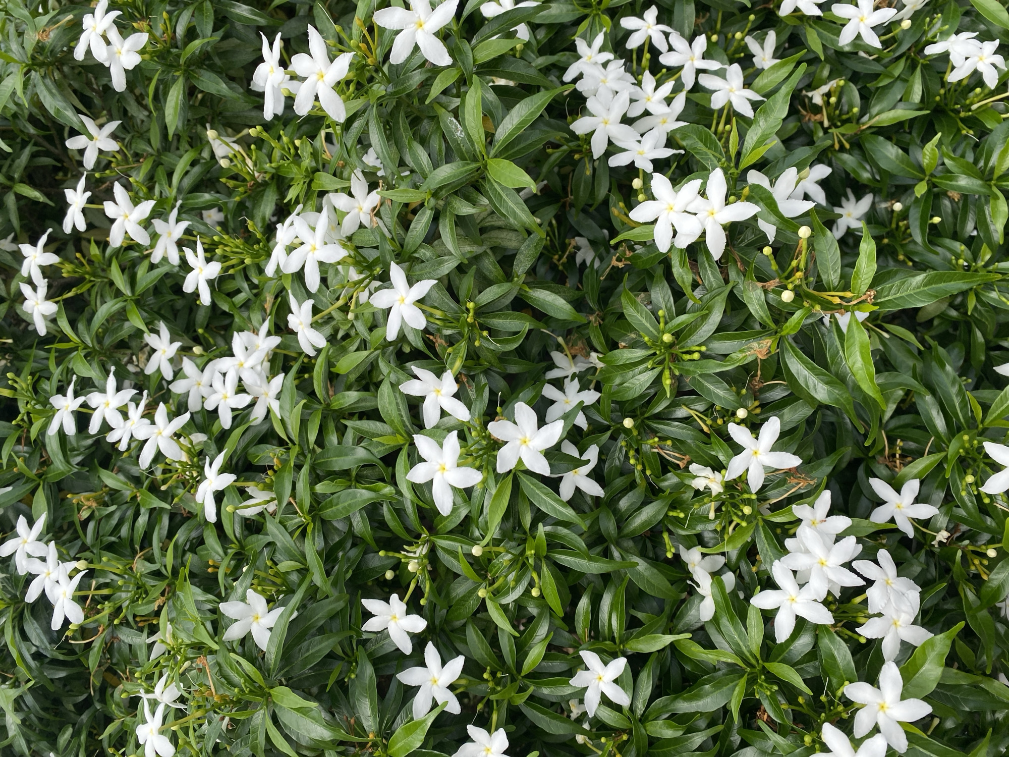 A close-up, top-down view captures a dense cluster of white, star-shaped flowers with yellow centers, interspersed with glossy, dark green leaves. The flowers are in various stages of bloom, with some fully open and others appearing as buds. The foliage is lush and appears healthy, creating a thick canopy that obscures the ground. This image is likely from a garden or park in Pattaya City, Thailand, where such tropical flora is common. No people or specific urban features are visible. The lighting is natural and diffused, suggesting it might be daytime. The overall impression is one of natural abundance and vibrant greenery.
