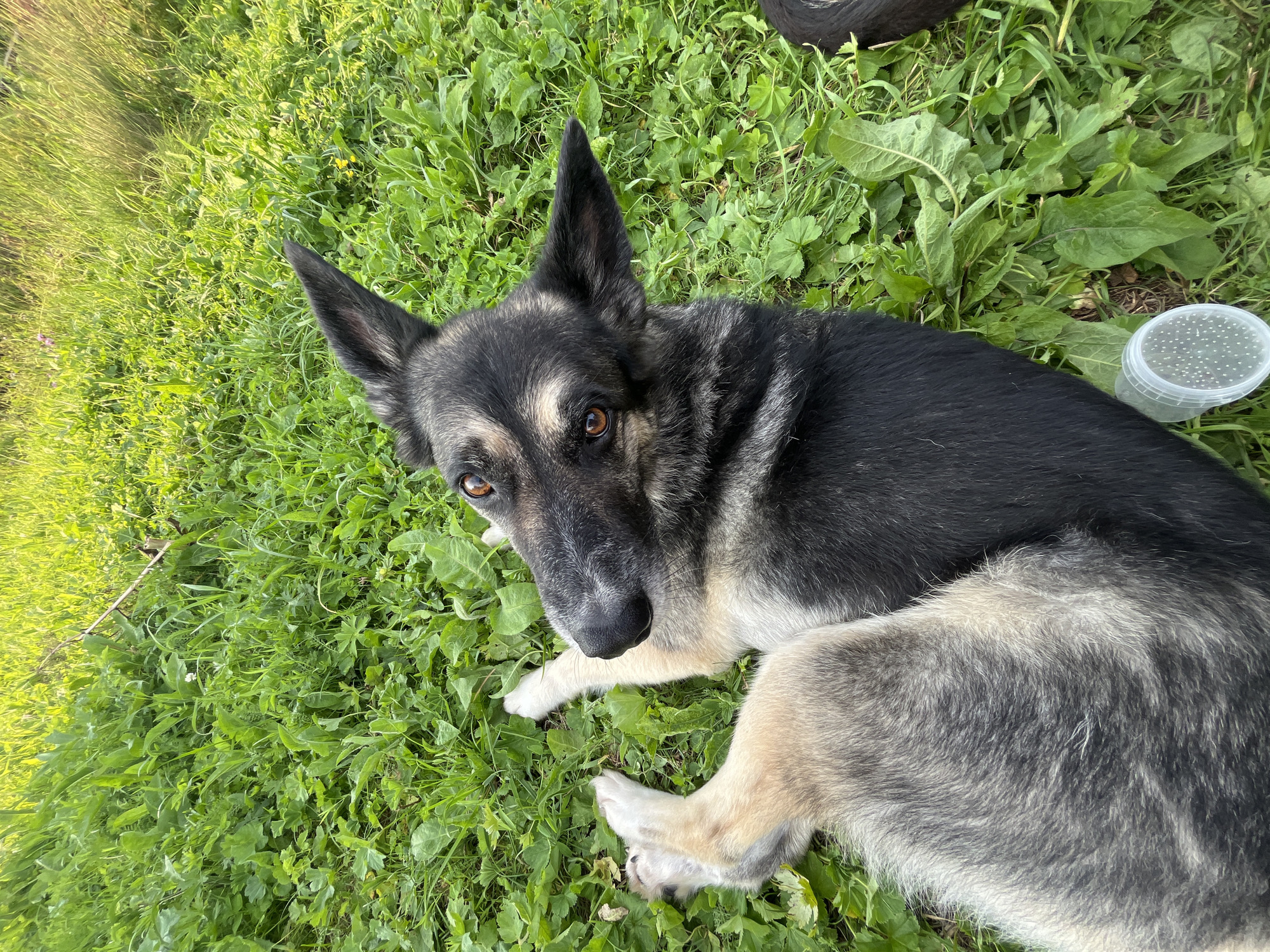 A German Shepherd dog is lying on its back in a grassy area, possibly a park or backyard. The dog's fur is a mix of black, gray, and tan. Its front paws are crossed over its chest, and its head is turned towards the camera with a curious expression. The background is filled with lush green grass and some vegetation. A small white plastic container with holes in its lid is visible near the dog's hindquarters. The scene appears to be outdoors on a sunny day. The location is not specified in the image.