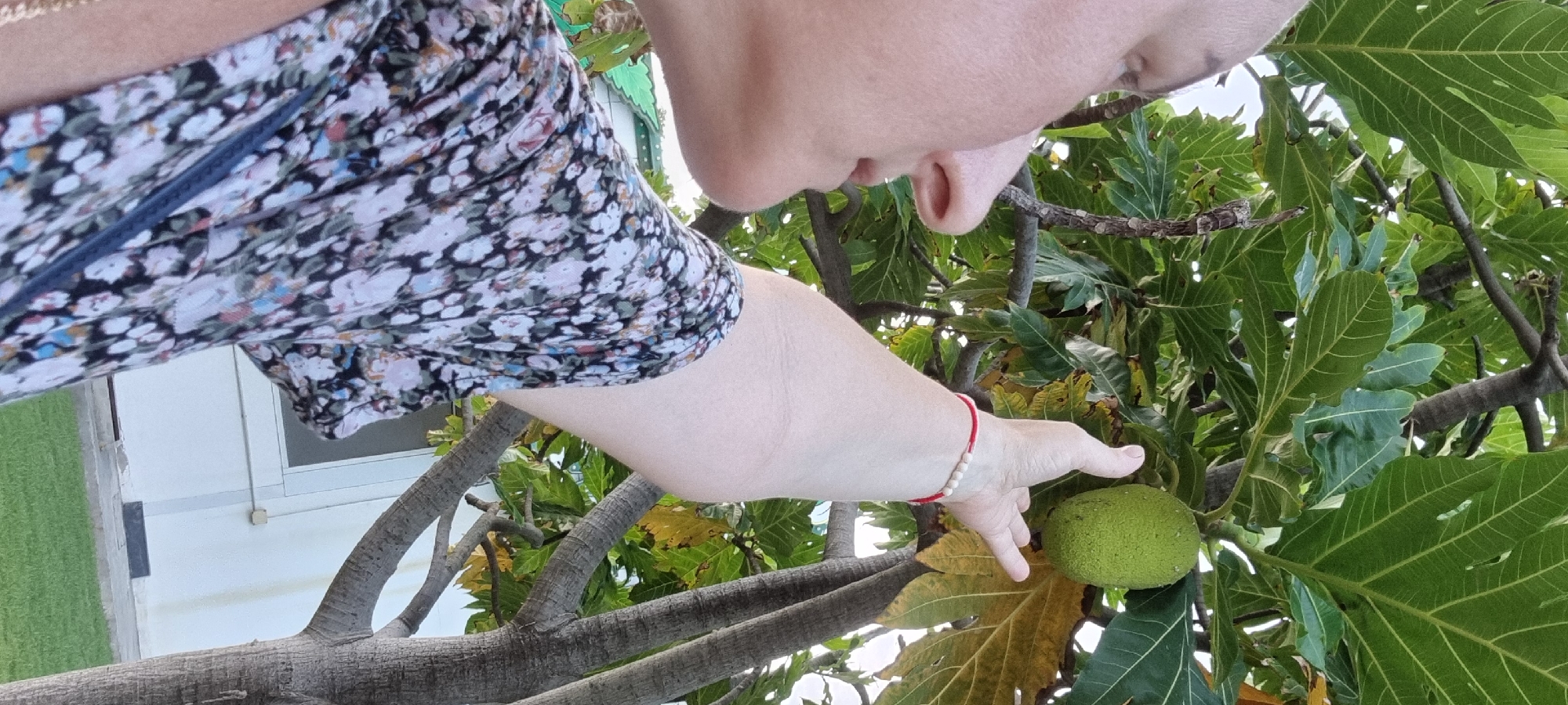 A woman, seen from the shoulder up and from the side, is reaching her right arm up towards a large, green, oval-shaped fruit hanging from a tree. She is wearing a floral print dress. The fruit appears to be a breadfruit. The background consists of lush green leaves and tree branches, suggesting an outdoor, possibly tropical, environment. The image is taken outdoors, with natural light illuminating the scene. No specific landmarks of Pattaya City, Thailand are visible.