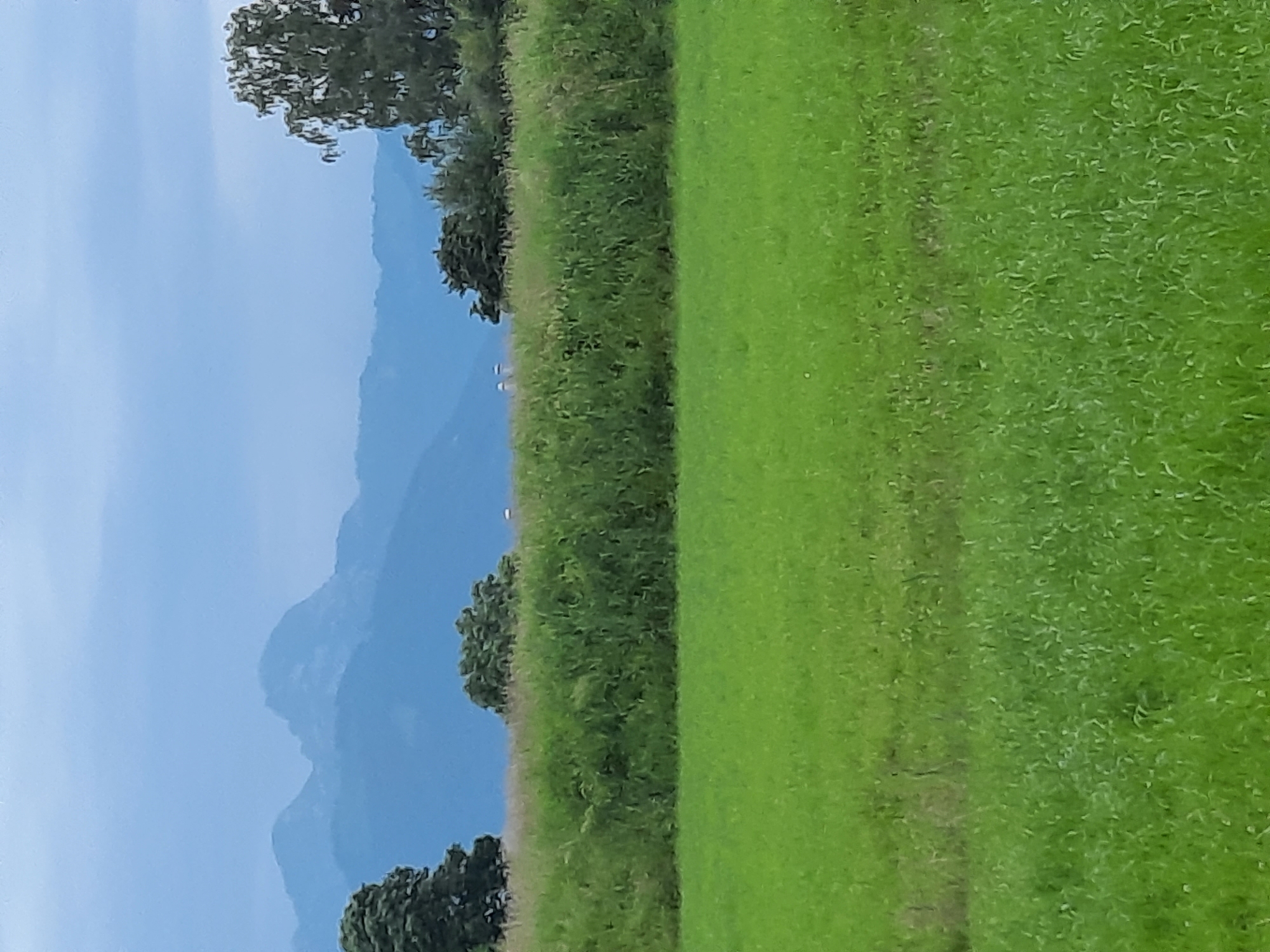 The image depicts a pastoral landscape under a cloudy, overcast sky. In the foreground, a lush green field stretches across the frame, its surface textured with various grasses. Behind this field, a dense band of taller, darker green vegetation runs horizontally, appearing as a natural barrier or hedgerow. Beyond this vegetative layer, the distant landscape features rolling blue-grey mountains, their peaks softened by the atmospheric conditions. A solitary, tall tree with a full canopy stands prominently on the right side of the frame, silhouetted against the sky and mountains. The overall impression is one of tranquility and natural beauty, likely located on the outskirts of Rosenheim, Germany, where such open fields and mountain views are common.