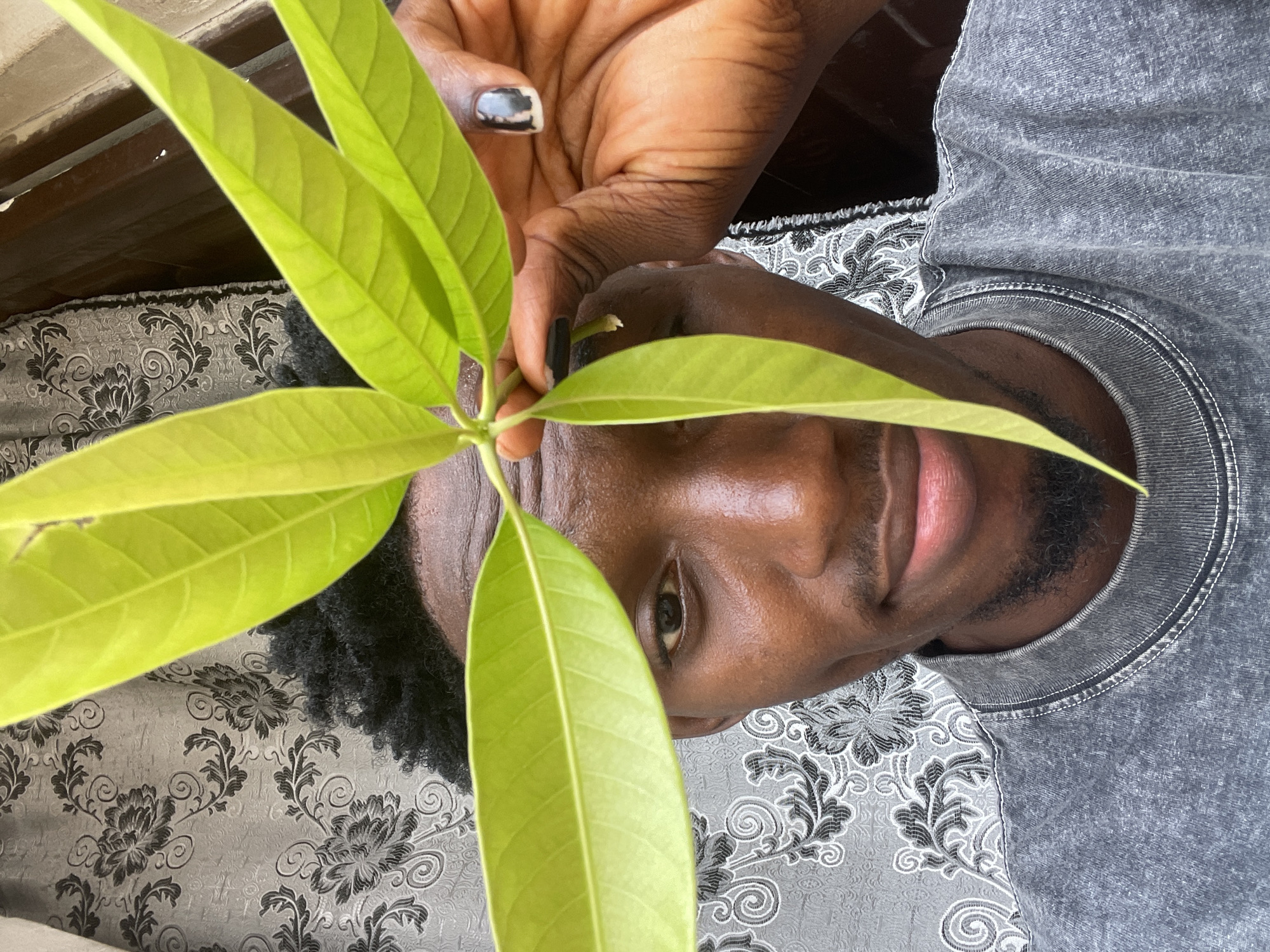 The image, oriented on its side, features a dark-skinned man from Lokoja, Nigeria, looking directly at the camera with a calm expression. He is positioned in the foreground, with his face and upper body visible. His left hand, with chipped black nail polish on the index finger, holds a small plant with several vibrant, light green leaves, appearing to be a young sapling, possibly a mango tree.
The man wears a grey, textured t-shirt or sweatshirt. His hair is dark and curly. His lips are slightly parted, hinting at a subtle smile. The background consists of a grey fabric patterned with dark grey and black floral and scrollwork designs, suggesting upholstery or bedding. A dark brown object, possibly furniture, is partially visible in the upper left. The lighting is bright and natural, indicating daytime, likely indoors or in a shaded outdoor area. No text is visible in the image.