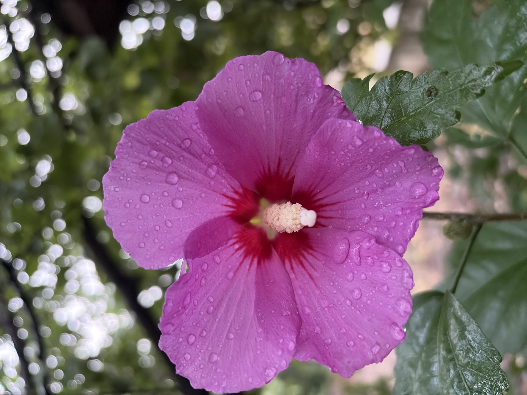 A close-up, vertical shot captures a vibrant purple hibiscus flower, its petals glistening with water droplets after a rain. The flower's center features a deep red hue, with prominent stamens and pistils. The background is softly blurred, showcasing green foliage and out-of-focus bokeh lights, hinting at an outdoor setting, possibly a garden in Oxentea, Moldova. The image's shallow depth of field draws attention solely to the delicate details of the flower.
