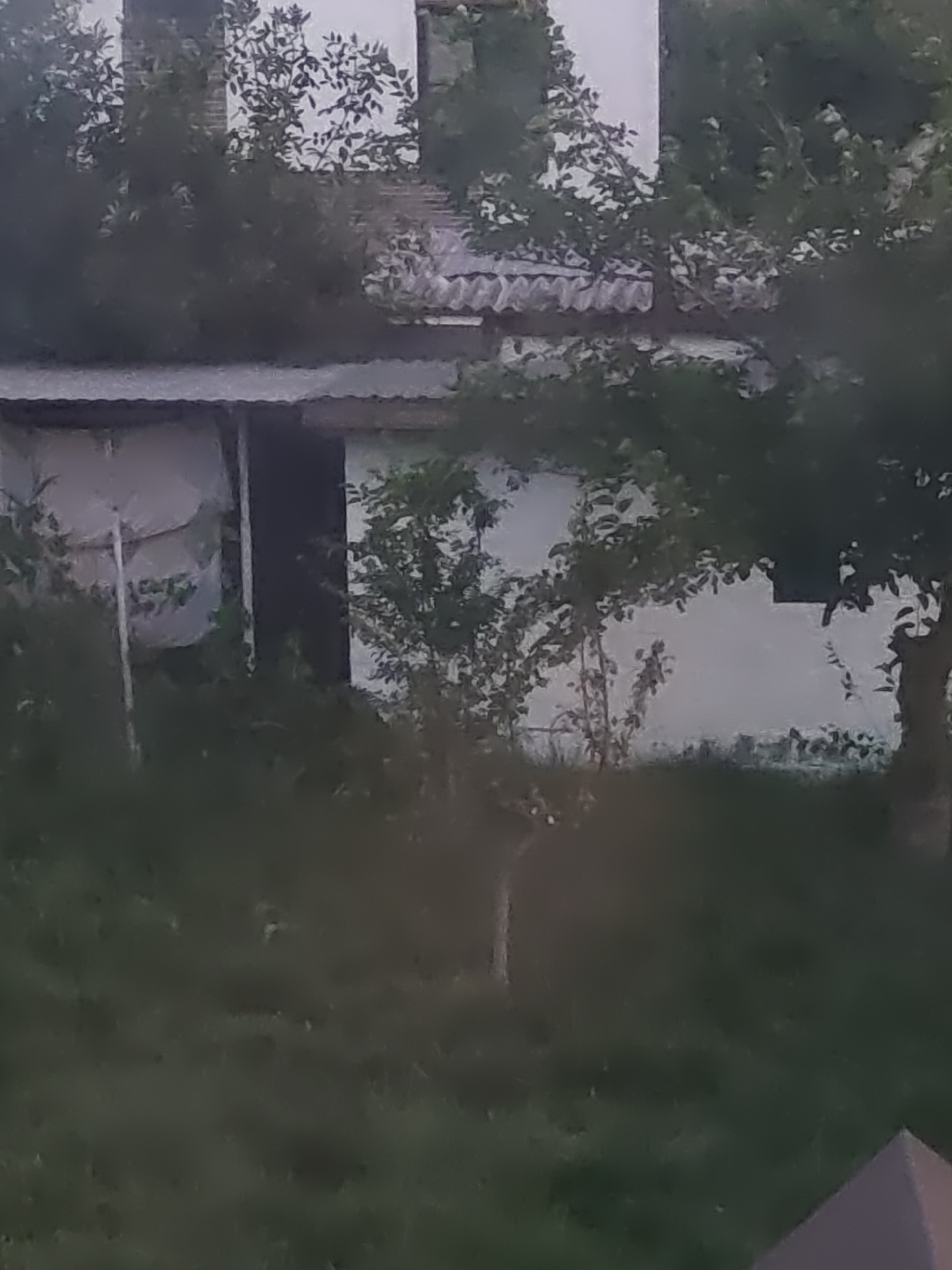 The image shows a hazy view of what appears to be a backyard area. In the background, there is a white building with a corrugated roof, partially obscured by trees and foliage. To the left of the building, there is a smaller structure with a similar roof, possibly a shed or an extension. The foreground is dominated by grass and more dense vegetation, with tree branches and leaves creating a significant visual obstruction. The overall lighting suggests it might be dusk or an overcast day. There are no discernible people or specific actions taking place. The scene depicts a somewhat overgrown and unkempt outdoor space.