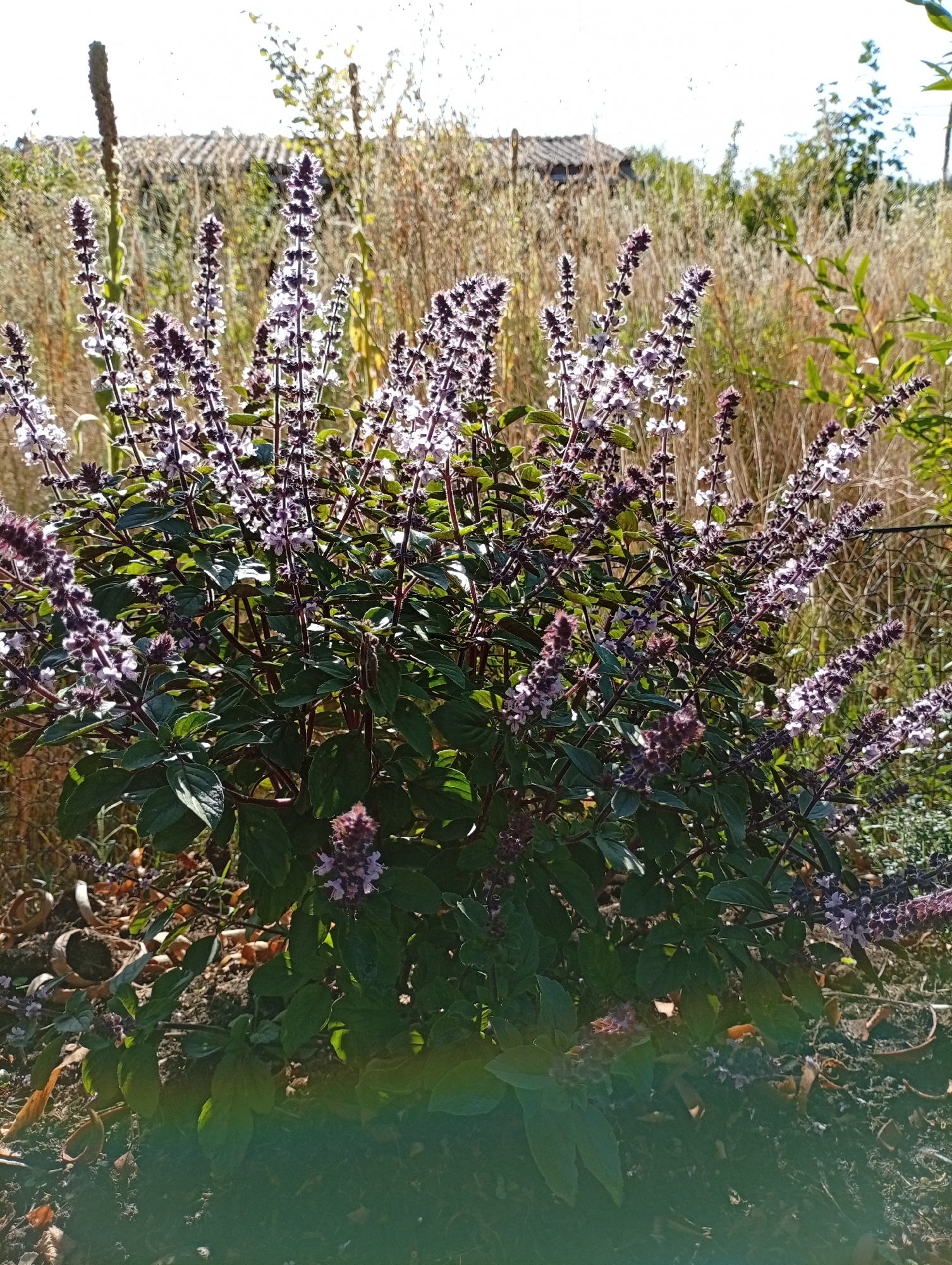 The image captures a close-up view of a lush, flowering herb plant, likely basil, with numerous tall spikes of delicate purple and white flowers. The plant has dark green, ovate leaves and reddish stems. The background consists of dry, tall grass and some foliage, suggesting an outdoor, possibly rural or garden setting. A hint of a structure, possibly a fence or a building, is visible in the distant background, partially obscured by vegetation. The lighting suggests it is daytime, with the sun casting some shadows and highlighting the details of the flowers and leaves. There is a visible rainbow-like lens flare at the bottom of the image. No people or animals are present in the scene. The image does not provide any specific information about its location in Holm, Germany.