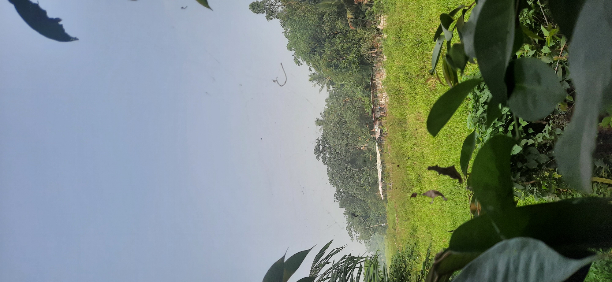 This image captures a view from a window in Cisauk, Indonesia, looking out at a rural landscape. In the foreground, out-of-focus dark green leaves frame the scene. Beyond the foliage lies a bright green, grassy field with several small structures topped with white and brown roofs scattered throughout. A dense line of lush green trees forms a backdrop to the field, with a few palm trees interspersed among them. The sky above is a pale, overcast blue. Several dark specks, possibly dust or insects, are visible on the windowpane. The overall impression is a serene, slightly hazy, natural environment.