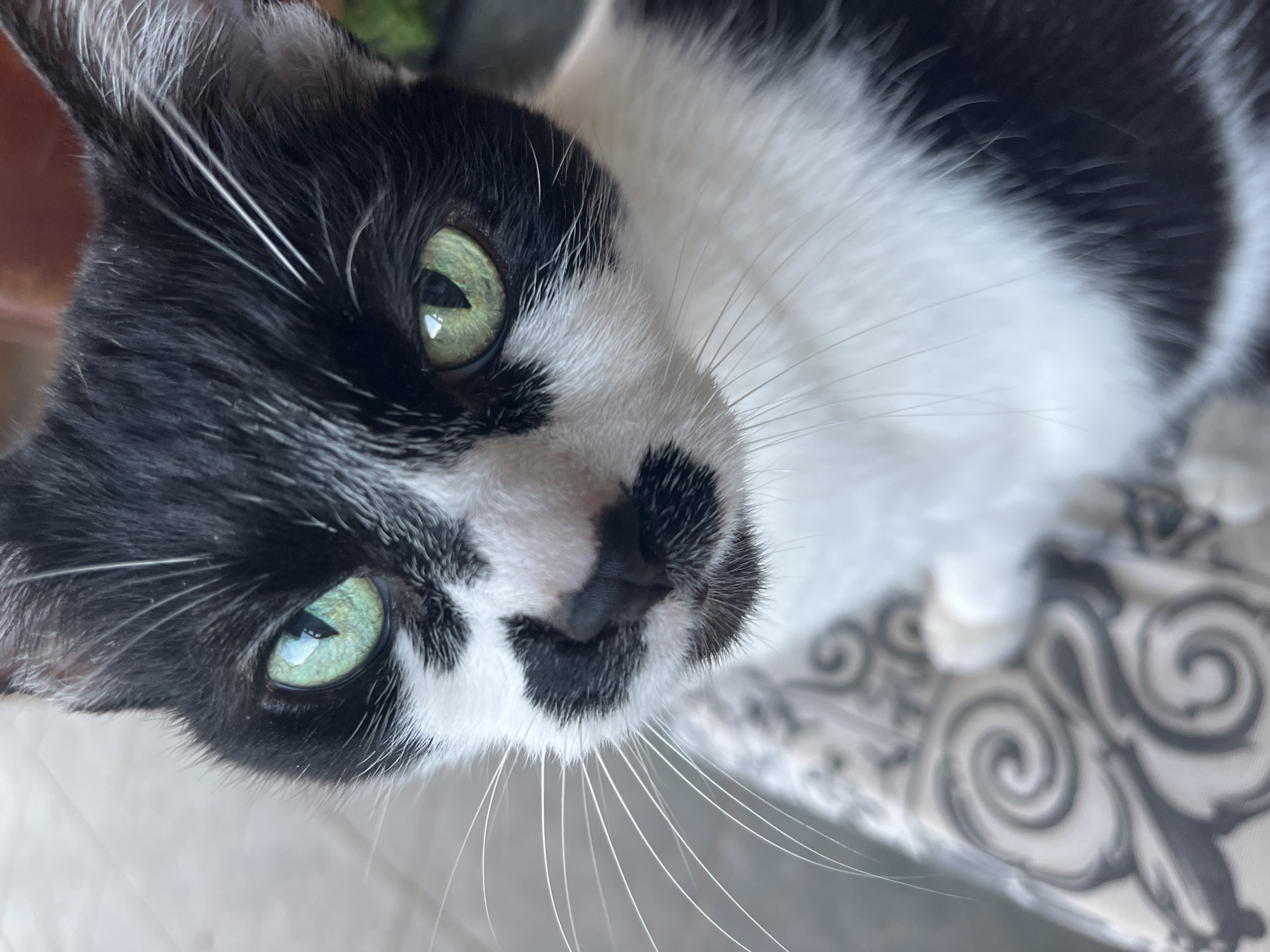 Close-up shot of a black and white cat with green eyes. The cat has a patterned nose with black spots. The background shows a patterned surface, possibly fabric. No location can be determined.