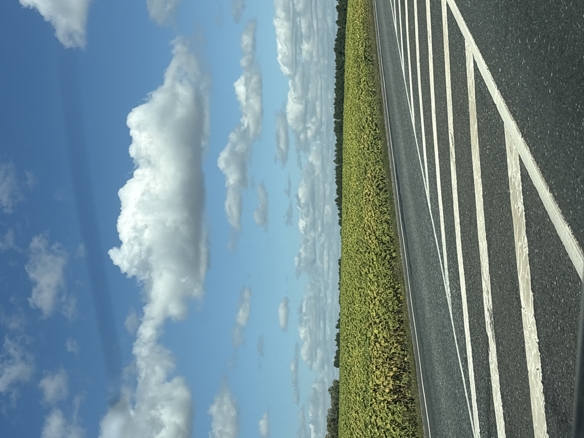 The image depicts a rural landscape under a bright blue sky dotted with fluffy white clouds. In the foreground, a dark asphalt road is visible with white dashed lines painted across it, indicating traffic lanes. Beyond the road, a vast field of green crops, possibly sunflowers or rapeseed, stretches towards the horizon. A line of trees forms a dark green border along the edge of the field. The scene appears to be a typical roadside view in a rural area of Russia. There are no people or animals visible in the image. The overall impression is one of agricultural land and open space.