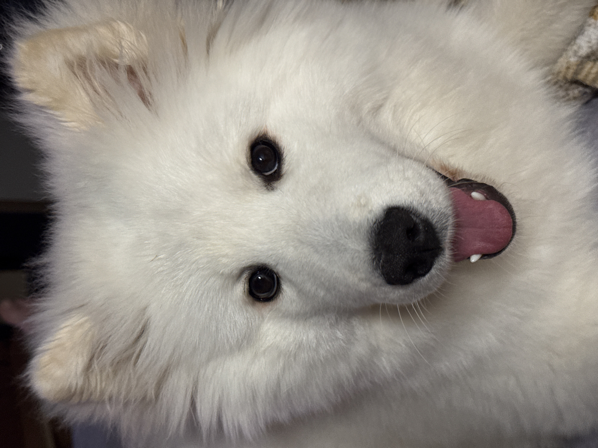 A close-up, slightly tilted image features a white dog, likely a Samoyed, with fluffy fur. The dog is looking directly at the viewer with dark, round eyes and a black nose. Its mouth is open, revealing a pink tongue and a single visible tooth. The environment is unclear, with only a hint of a wooden surface visible in the background. There is no visible information to suggest the location is the city of Chaikovsky, Russia.