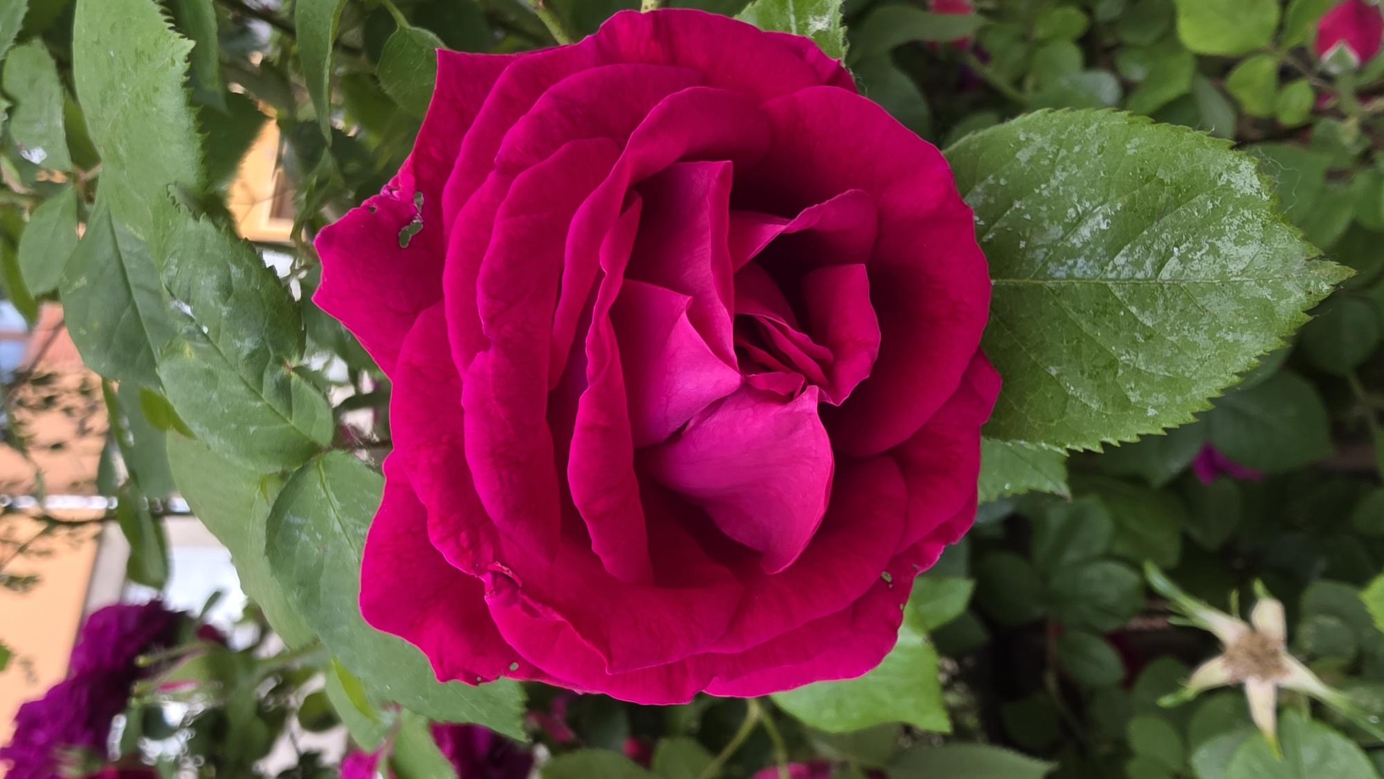 A close-up shot of a red rose is the central focus. The rose is in full bloom, with multiple layers of petals tightly arranged around the center. Several green leaves are visible around the rose. One leaf to the right of the flower has visible moisture on its surface. Other leaves and hints of other flowers, some purple, can be seen in the background, creating a dense floral setting. The image was taken outdoors, as evidenced by the natural lighting and the presence of greenery. Based on the metadata, the image was taken in Blagoevgrad, Bulgaria. The exact location within the city is unknown.