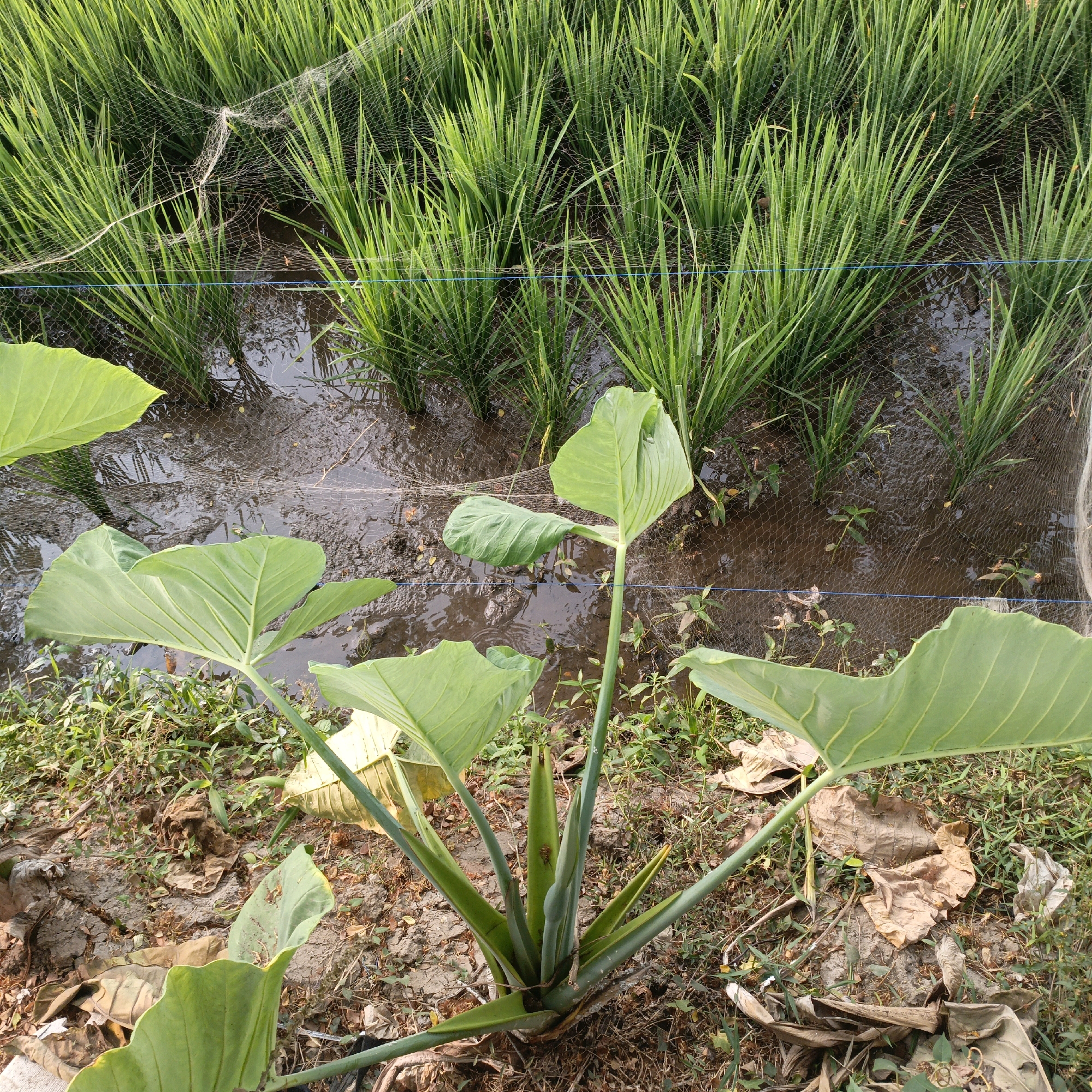 The image depicts a close-up view of a taro plant in the foreground, with its large, heart-shaped leaves dominating the lower half of the frame. The taro plant is growing on dry, cracked earth covered with dead leaves and sparse green vegetation. Behind the taro plant, a rice paddy is visible, characterized by rows of young green rice stalks submerged in murky water. A fine mesh net is stretched over the rice paddy, likely to protect the crop from birds or other pests. The background is filled with the dense green foliage of the rice field, stretching towards the horizon. The scene is consistent with agricultural land in the vicinity of Salatiga, Indonesia, where taro and rice cultivation are common practices. The lighting suggests it is daytime, possibly late afternoon given the shadows and the warm tone of the light. There are no people or animals visible in the image.