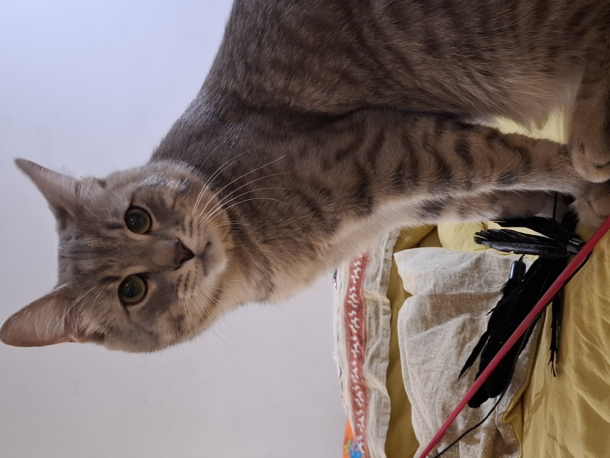 A grey tabby cat is sitting on a bed with yellow sheets. The cat is looking towards the camera with green eyes. There are some pillows and a feather toy on the bed. The background is a plain white wall. The image appears to have been taken indoors in an urban setting. The location is Zemun Urban Municipality, Serbia.