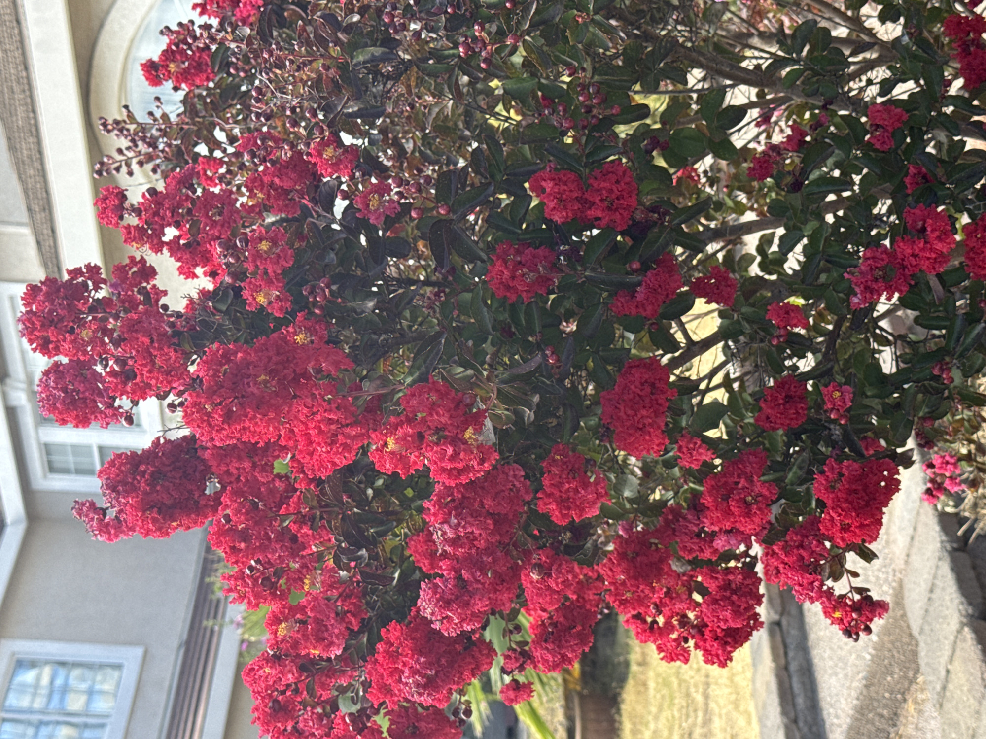 A close-up, eye-level shot captures a vibrant red crepe myrtle bush in full bloom, set against a light-colored, modern house with large windows. The bush is densely packed with clusters of bright red flowers and dark green and burgundy leaves. Some flower buds and seed pods are also visible, adding texture to the foliage. The background shows a portion of the house, a paved walkway, and a patch of dry grass. The scene appears to be in a residential area of Antelope, California, United States.